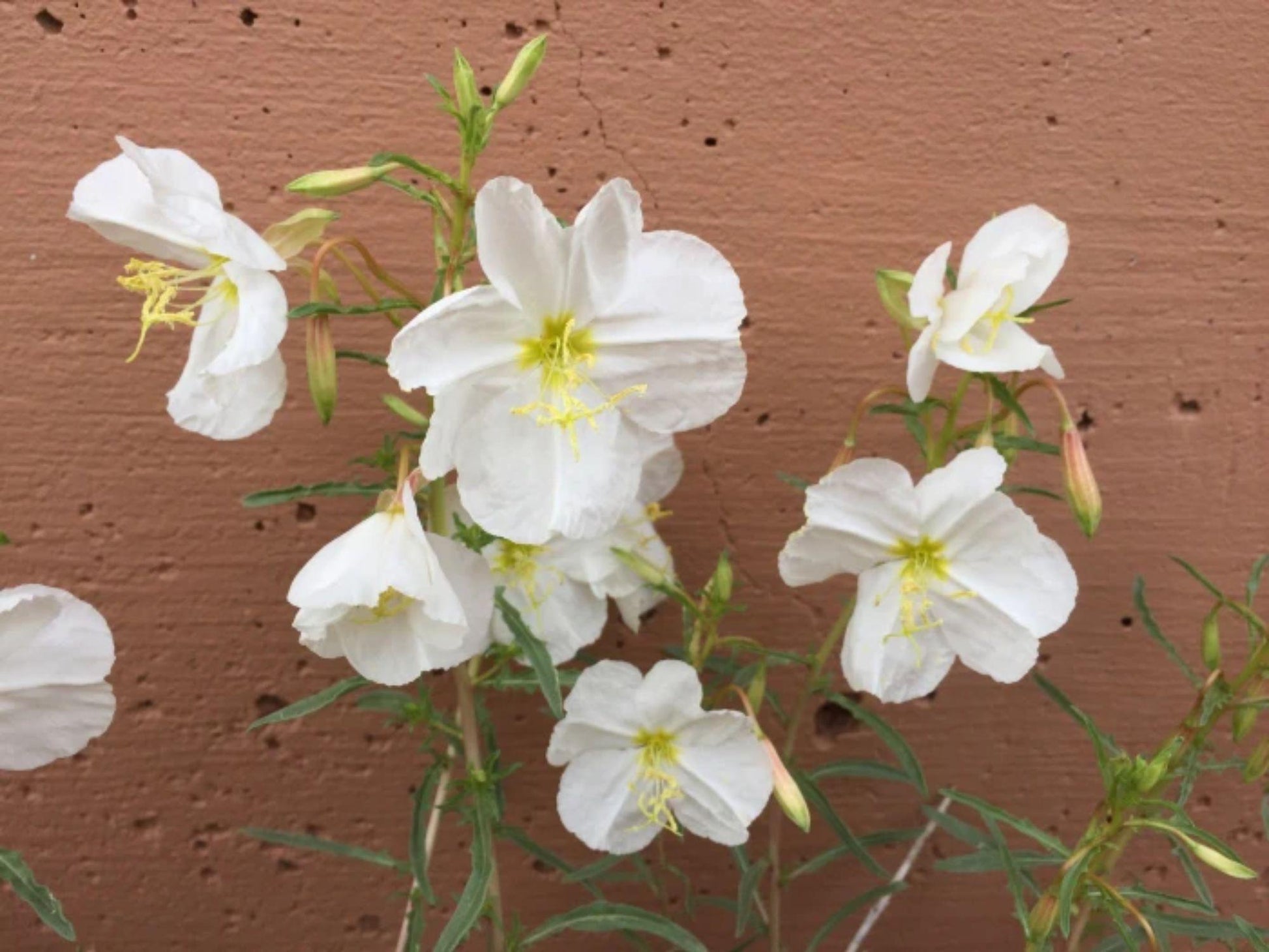 100 Pale Evening Primrose Seeds – Wildflower Seeds for Pollinator Gardens, Oenothera pallida, Cottage Garden, Meadow Planting