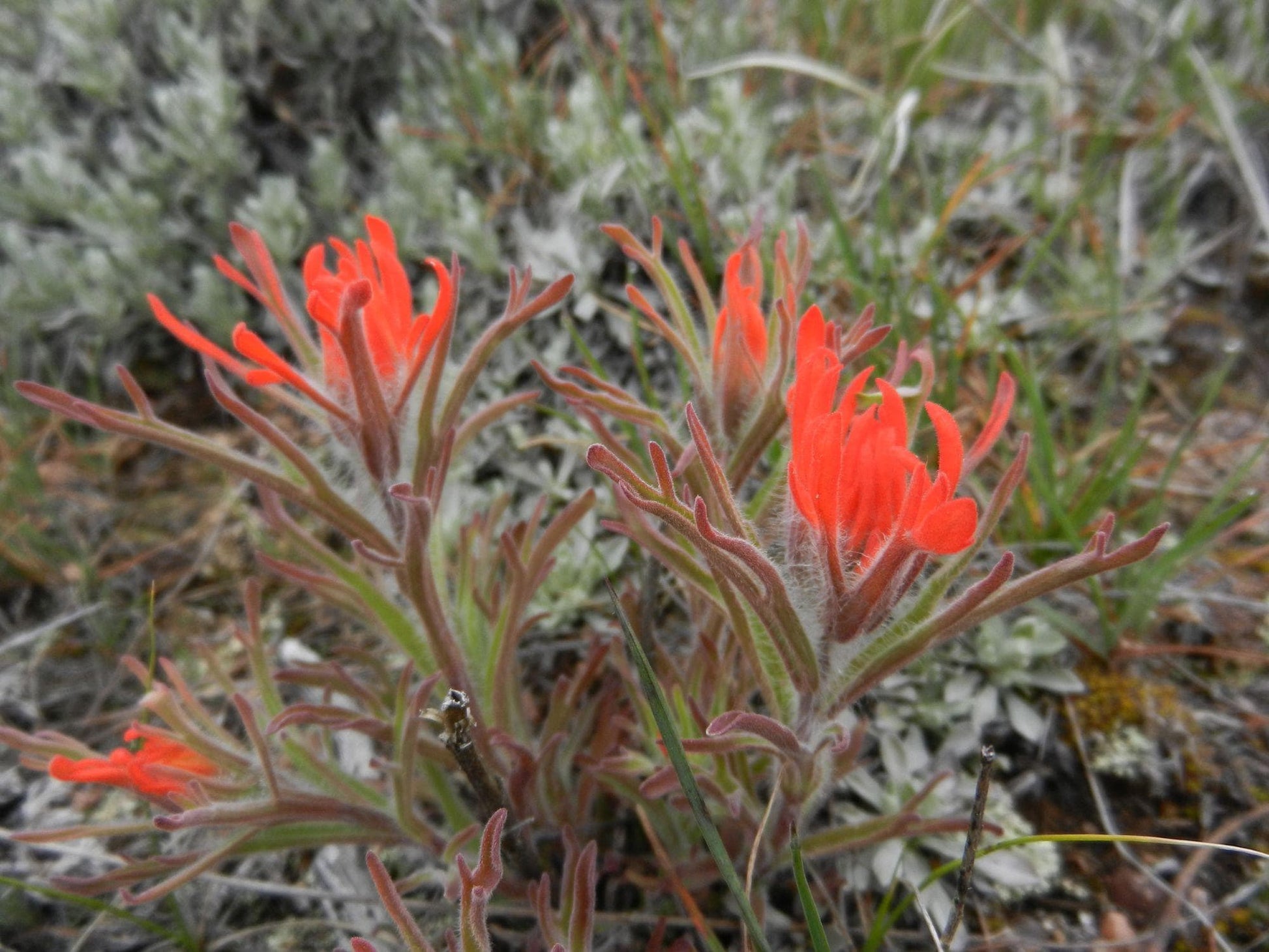 100 Aspen Paintbrush Seeds – Castilleja miniata Wildflower Seeds for Naturalistic Gardens, Pollinator-Friendly, Ornamental Grass Seeds