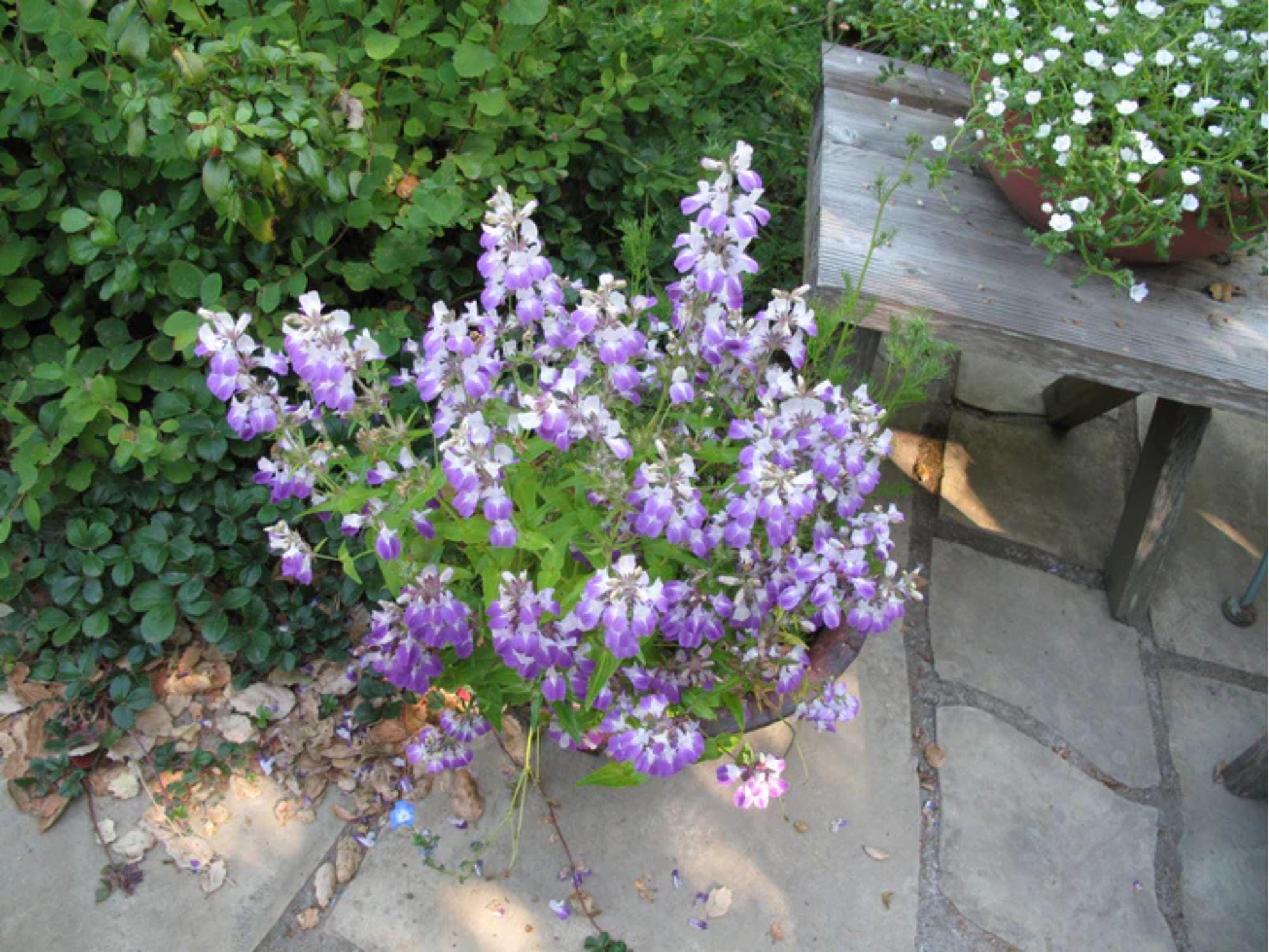 Chinese Houses Seeds – Collinsia heterophylla Wildflower Seeds for Pollinator Gardens, Cottage Garden, Natural Landscape