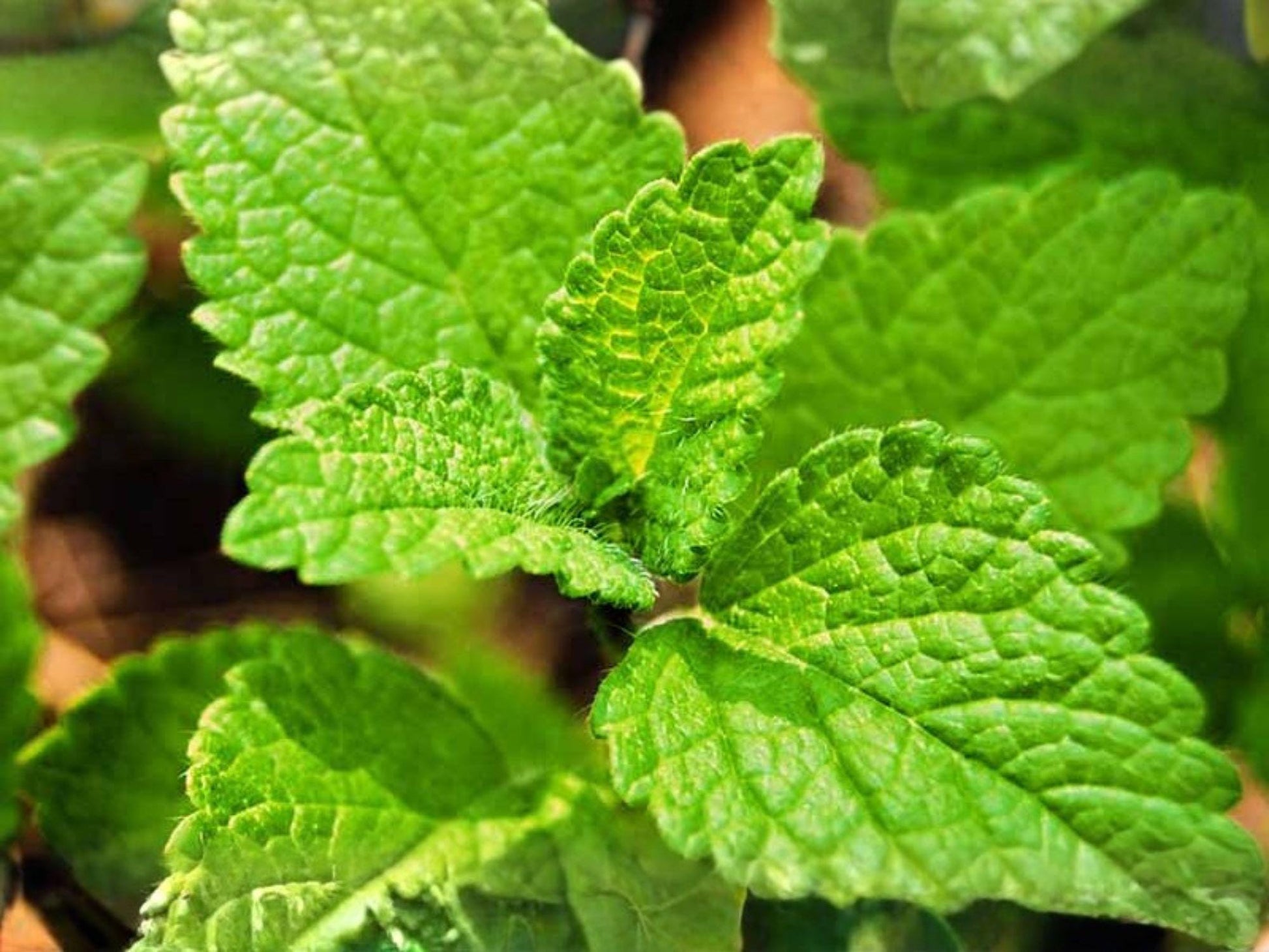 Lemon Balm Seeds, Melissa officinalis, Aromatic Garden Plant for Pollinator & Cottage Gardens, 100 Seeds
