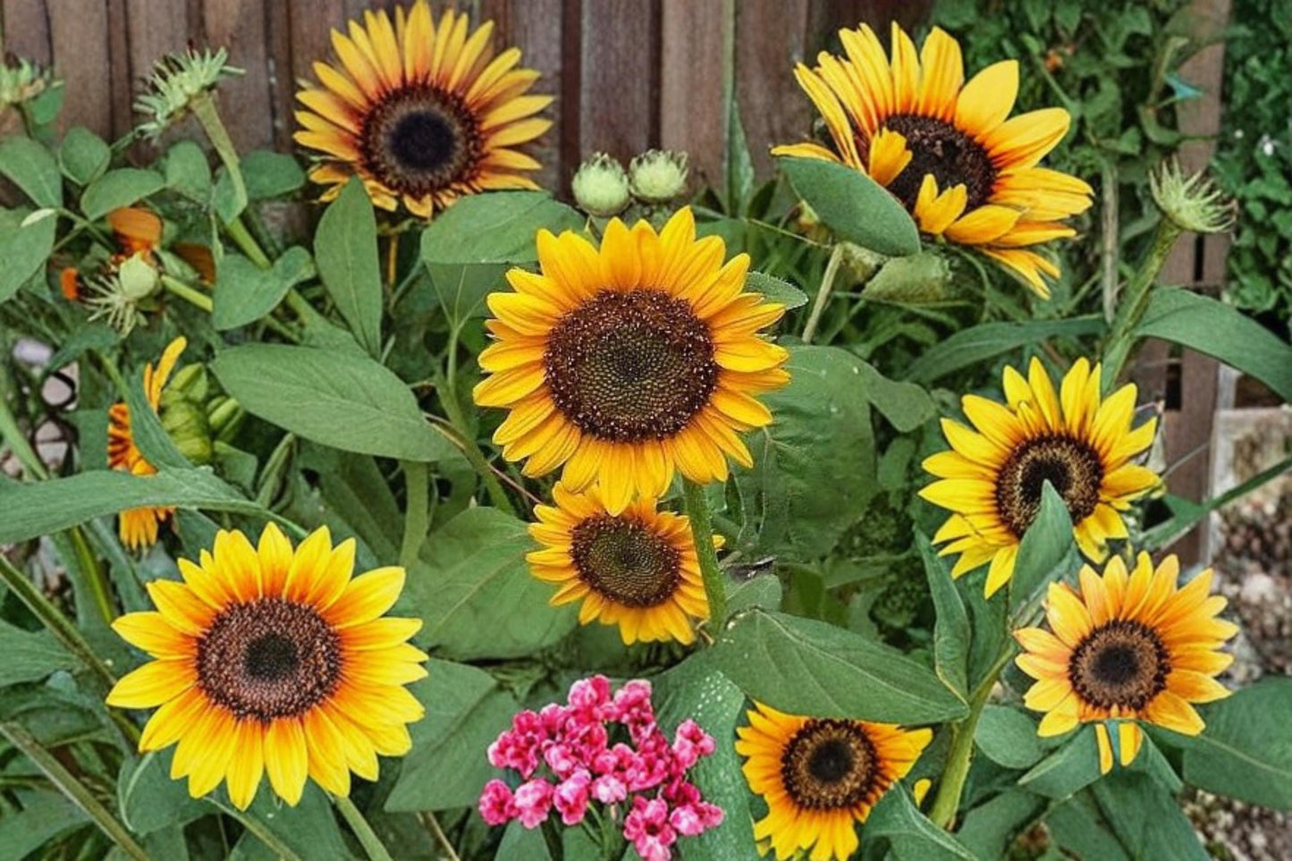 Dwarf Sunflower Seeds 100 Pack Helianthus annuus Bright Yellow Flowering Annual for Garden, Container, Border