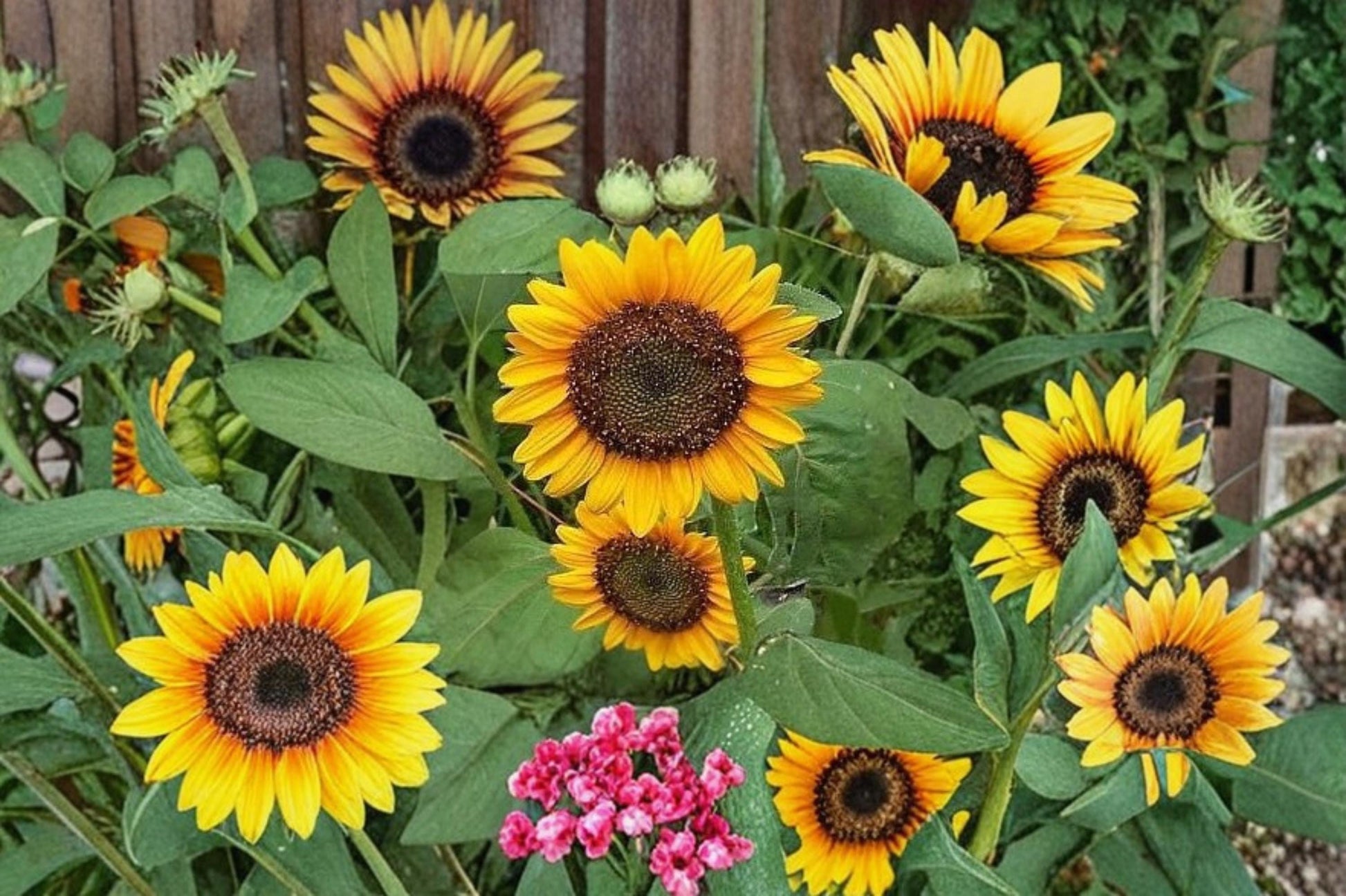 Dwarf Sunflower Seeds 100 Pack Helianthus annuus Bright Yellow Flowering Annual for Garden, Container, Border