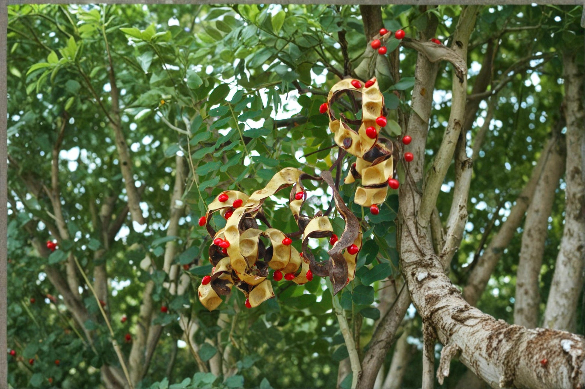 Spindle Palm Seeds Hyophorbe verschaffeltii Tropical Ornamental Palm for Gardens & Containers