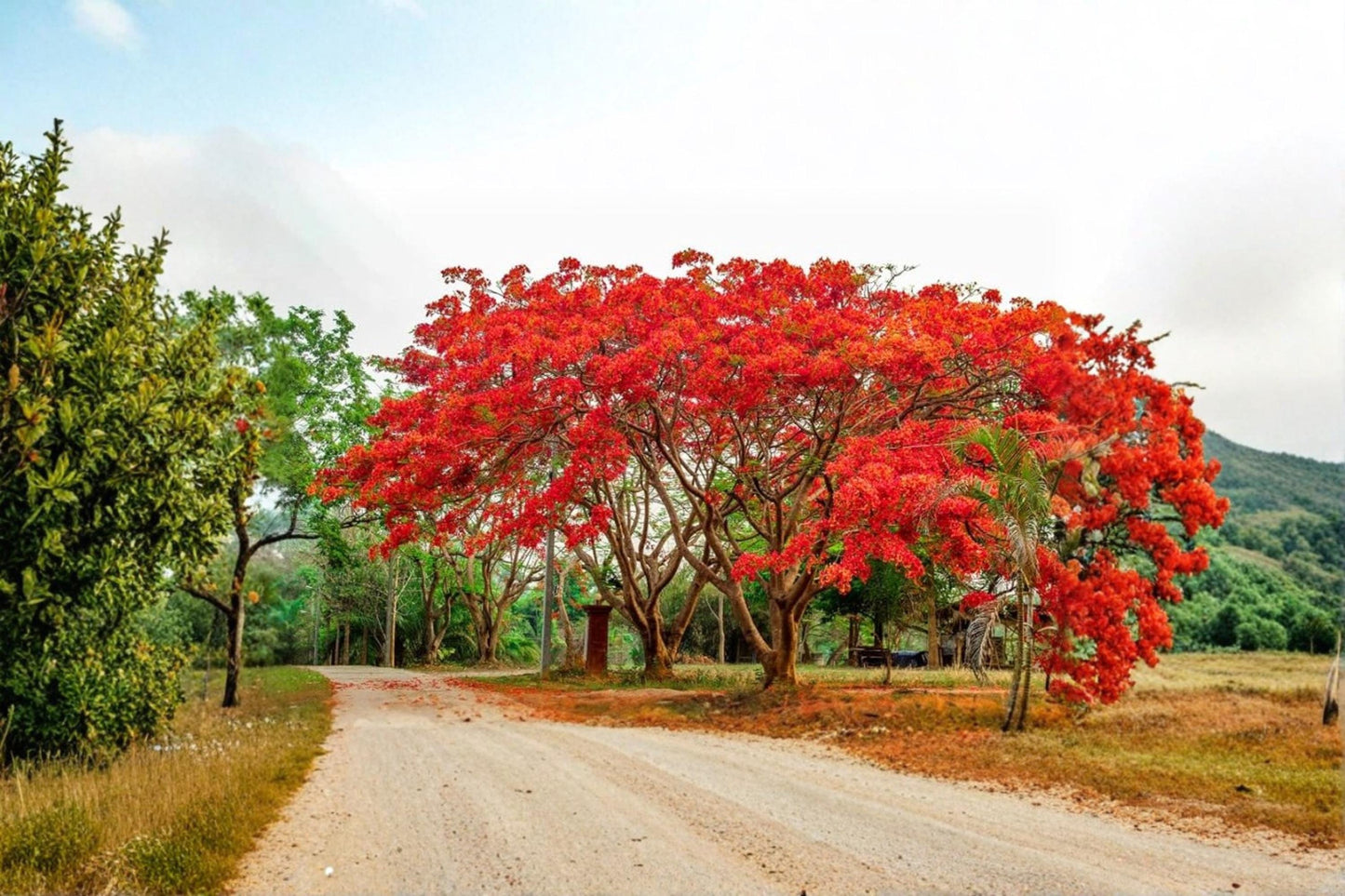 Flamboyant Flame Tree Seeds | Delonix regia Tropical Ornamental Flowering Tree for Bonsai & Garden