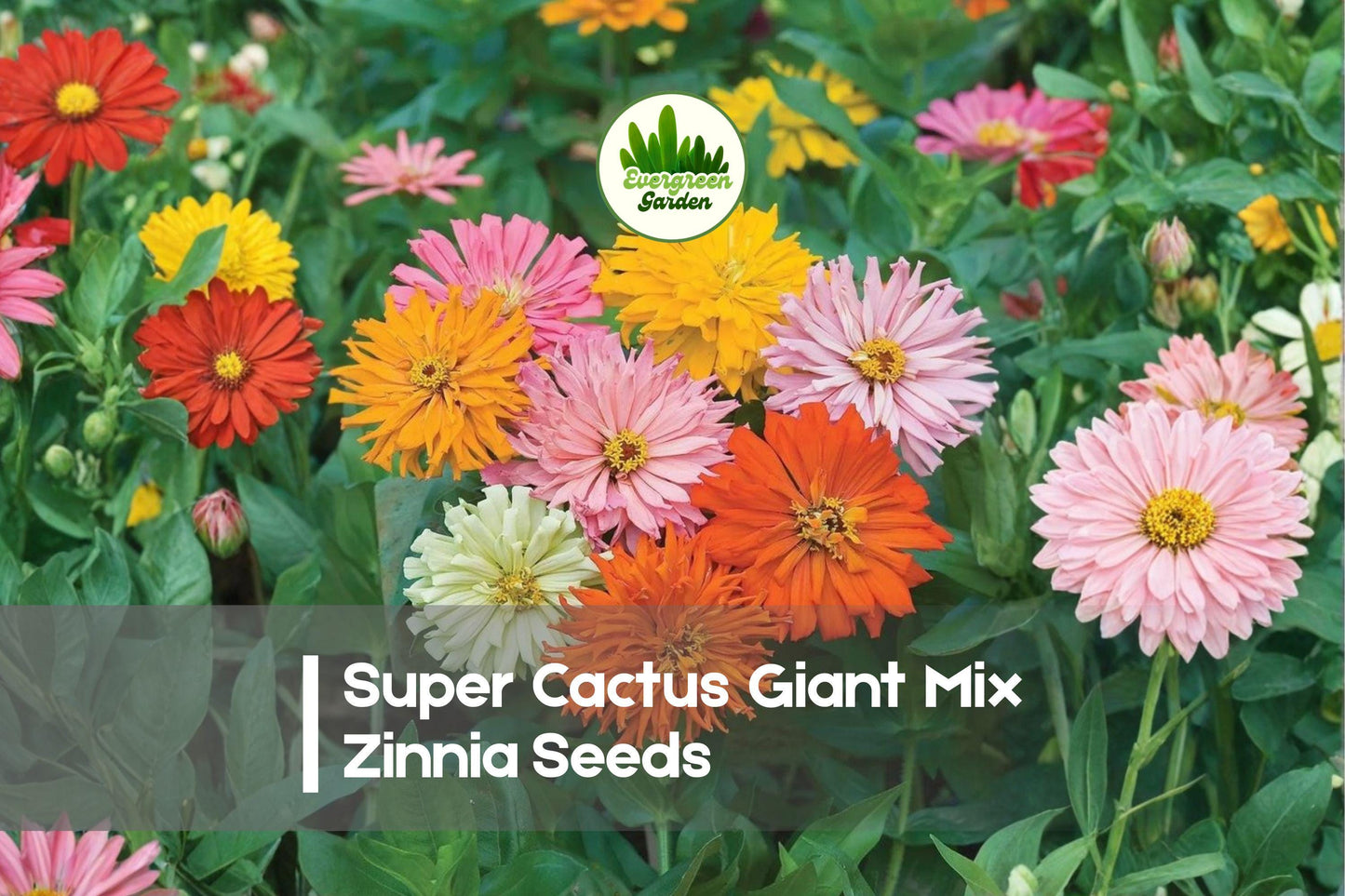 Super Cactus Giant Zinnia Seeds – 100+ Mix, Vibrant Colors, Long-Lasting Blooms, Butterfly & Pollinator Attractant, Zinnia elegans