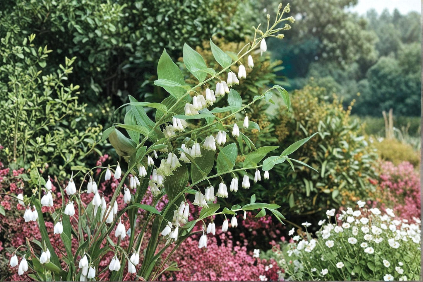 Great Solomon's Seal Seeds – Polygonatum biflorum, Perennial Woodland Wildflower for Shade Gardens & Pollinator Attraction