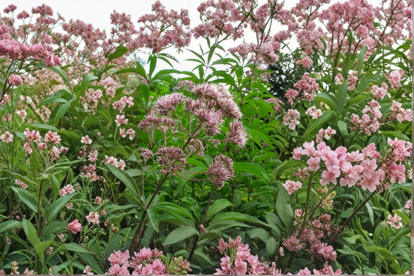 Thoroughwort Seeds, Eupatorium perfoliatum, Perennial Wildflower, White Flowers, Pollinator Garden, Meadow Planting, Native Herb Seeds