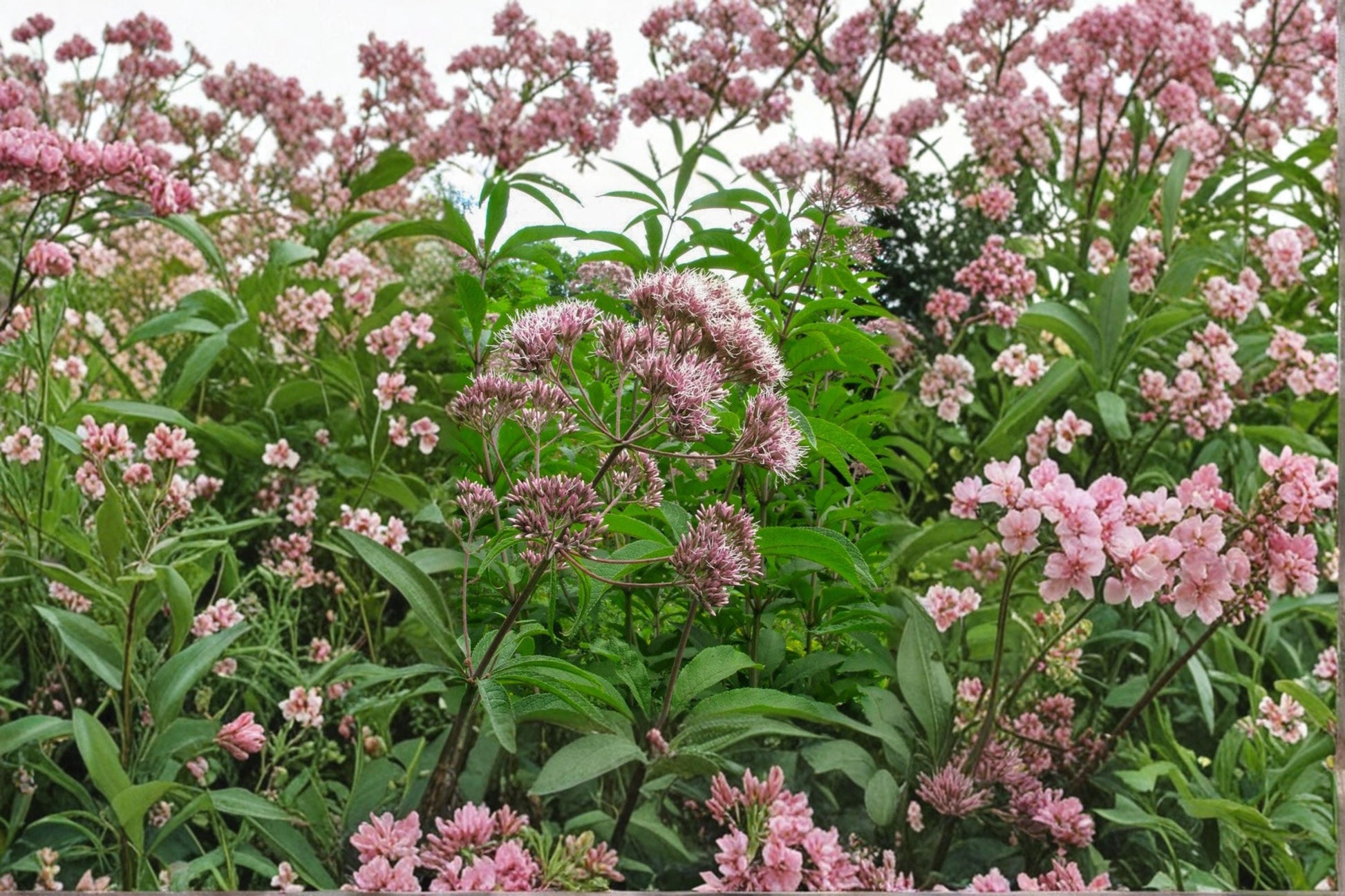 Thoroughwort Seeds, Eupatorium perfoliatum, Perennial Wildflower, White Flowers, Pollinator Garden, Meadow Planting, Native Herb Seeds