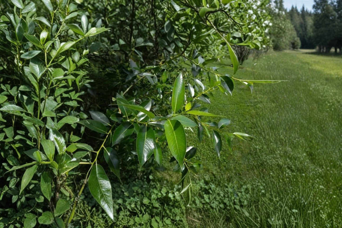 Bay Leaf Willow Cuttings – Salix pentandra Rare Ornamental Willow Tree for Garden, Landscape & Natural Areas