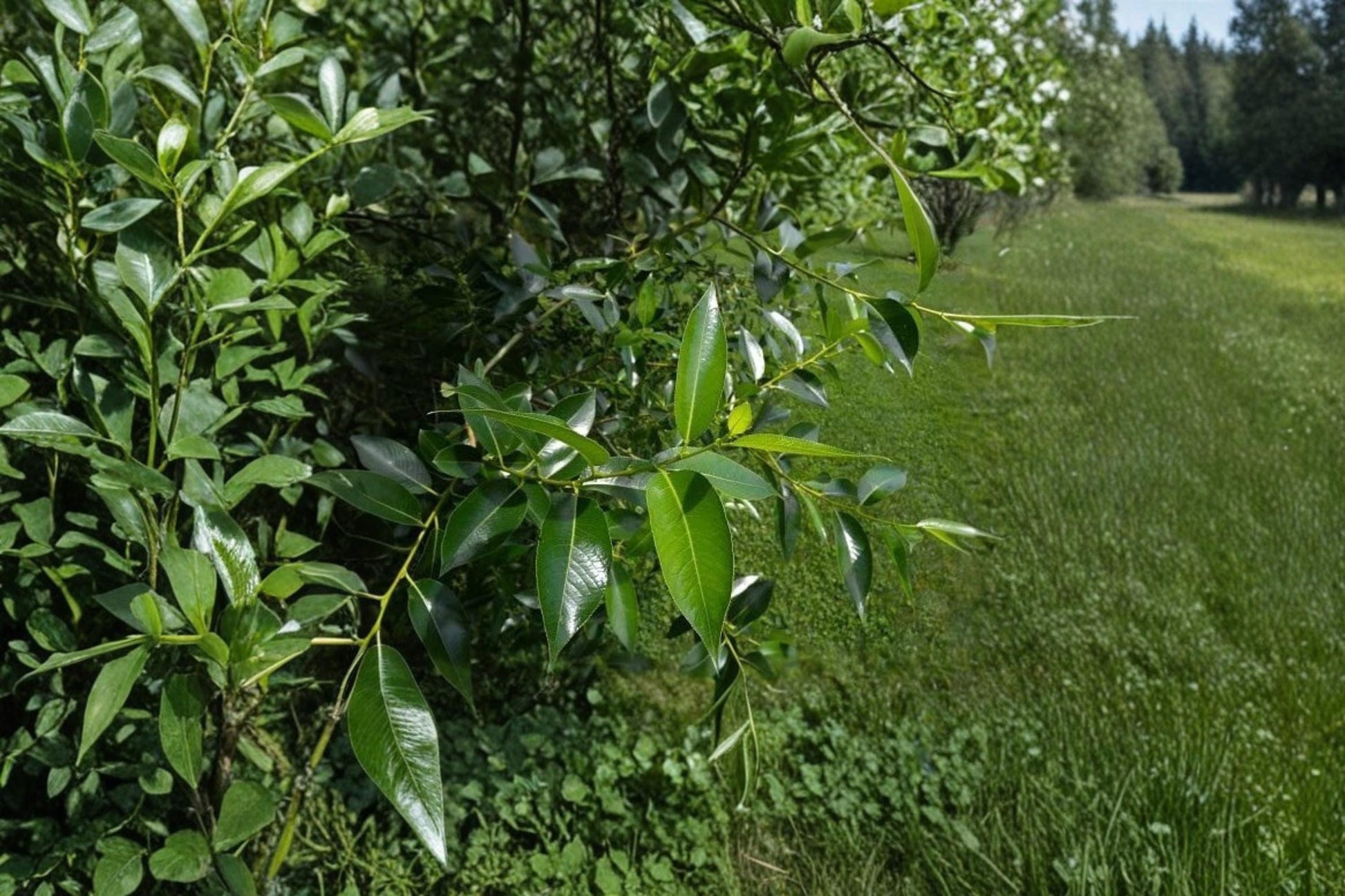 Bay Leaf Willow Cuttings – Salix pentandra Rare Ornamental Willow Tree for Garden, Landscape & Natural Areas