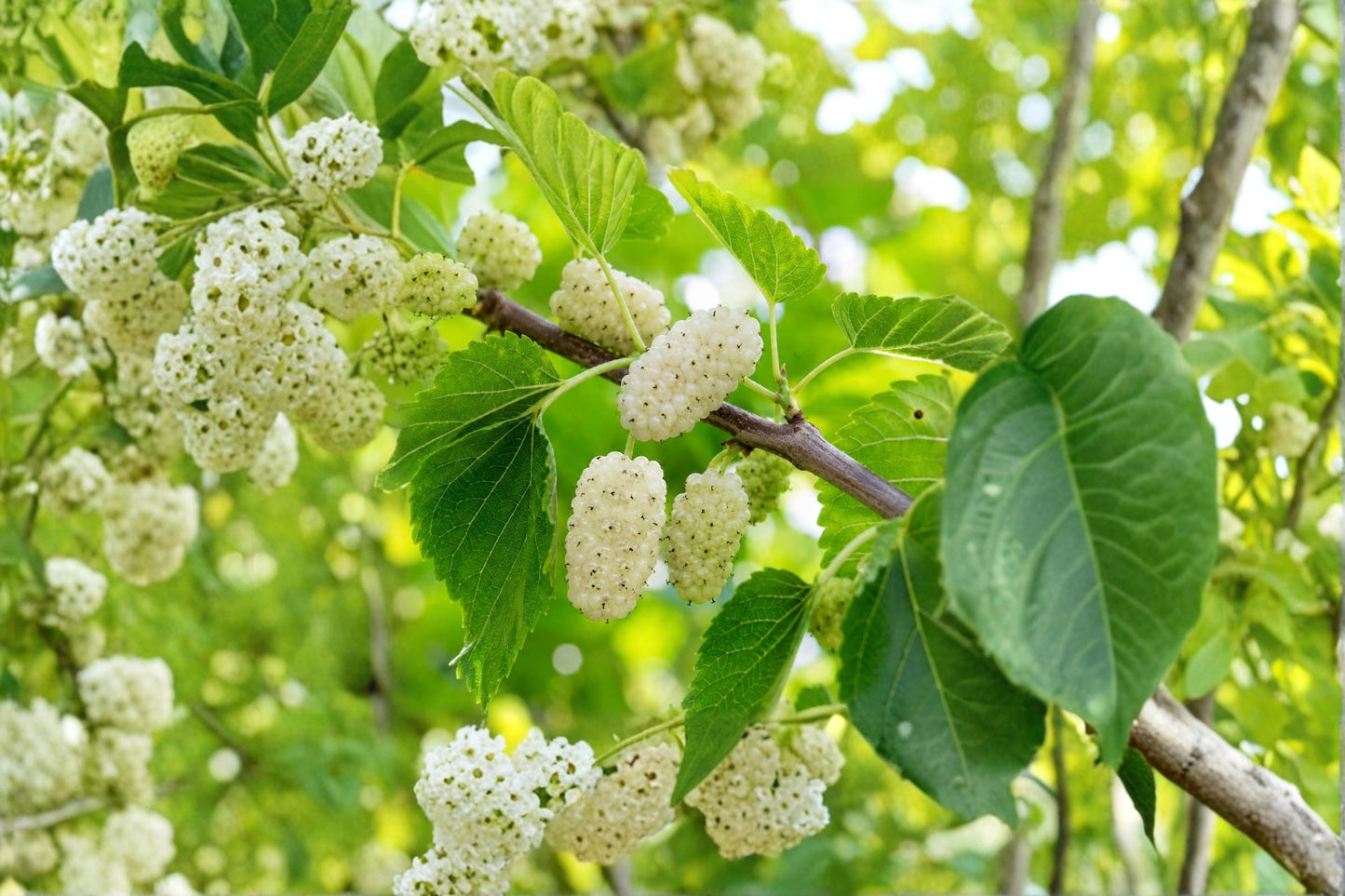White Mulberry Live Plants – Morus alba Fruit Tree, Edible Berries, 3 Starter Plants