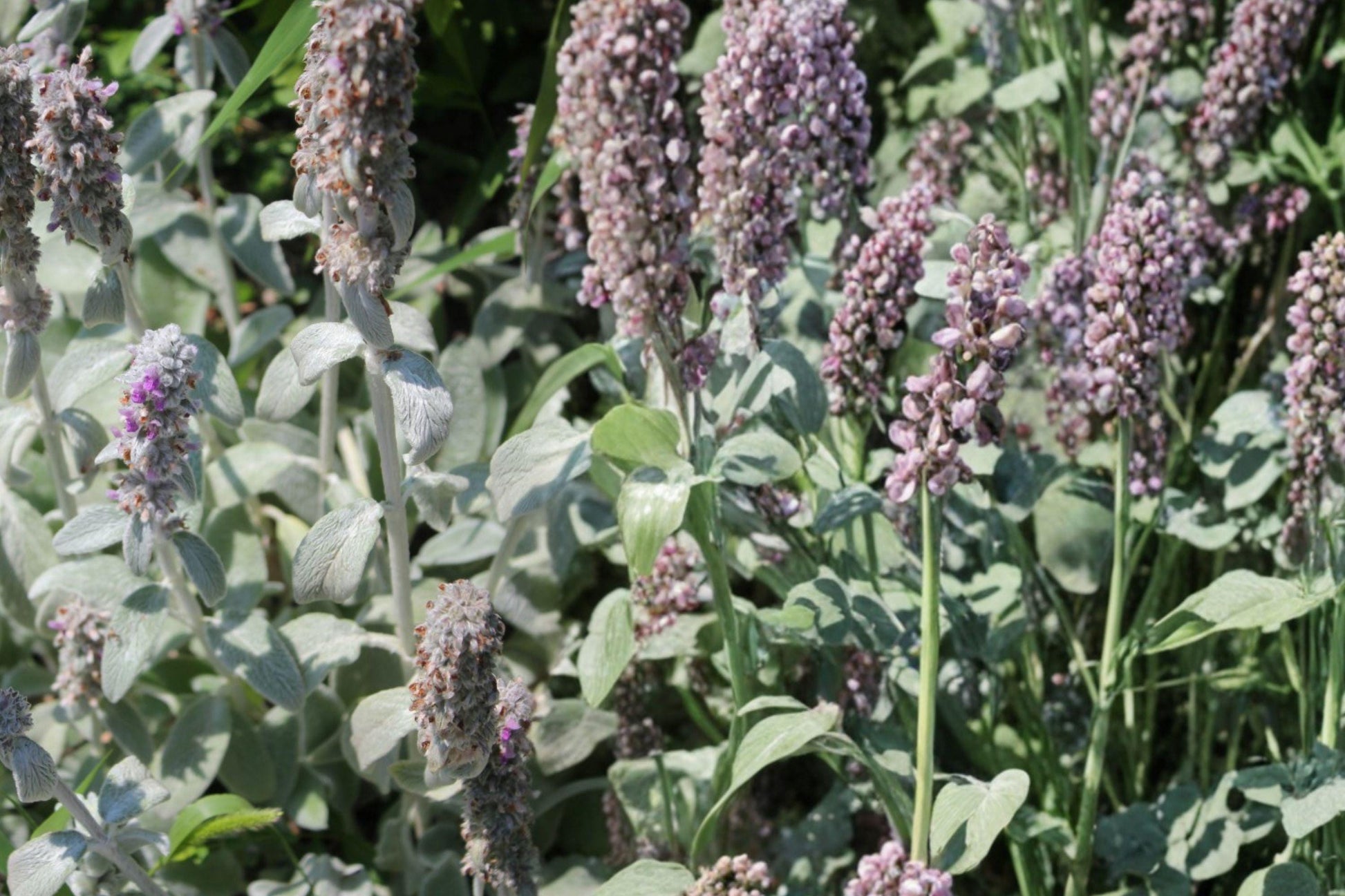 Lamb's Ears Seeds – Perennial Flower with Silvery Fuzzy Leaves and Lavender Blooms – Stachys byzantina, 30 Seeds