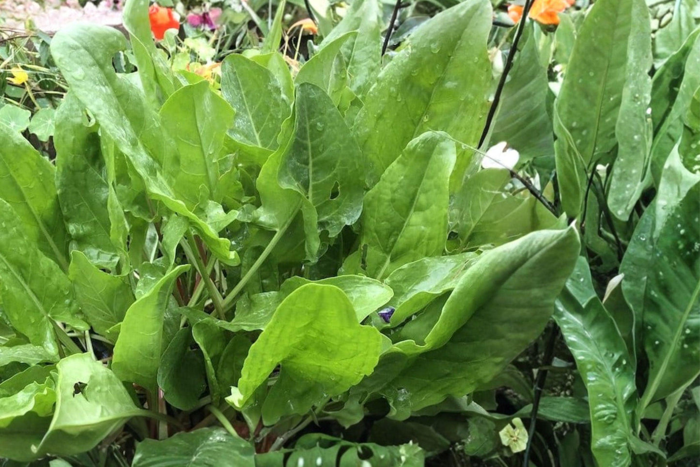 Large Leaf Sorrel Seeds, Perennial Herb, Rumex acetosa, Edible Green Leaves, Cool Climate Plant, 60 Seeds