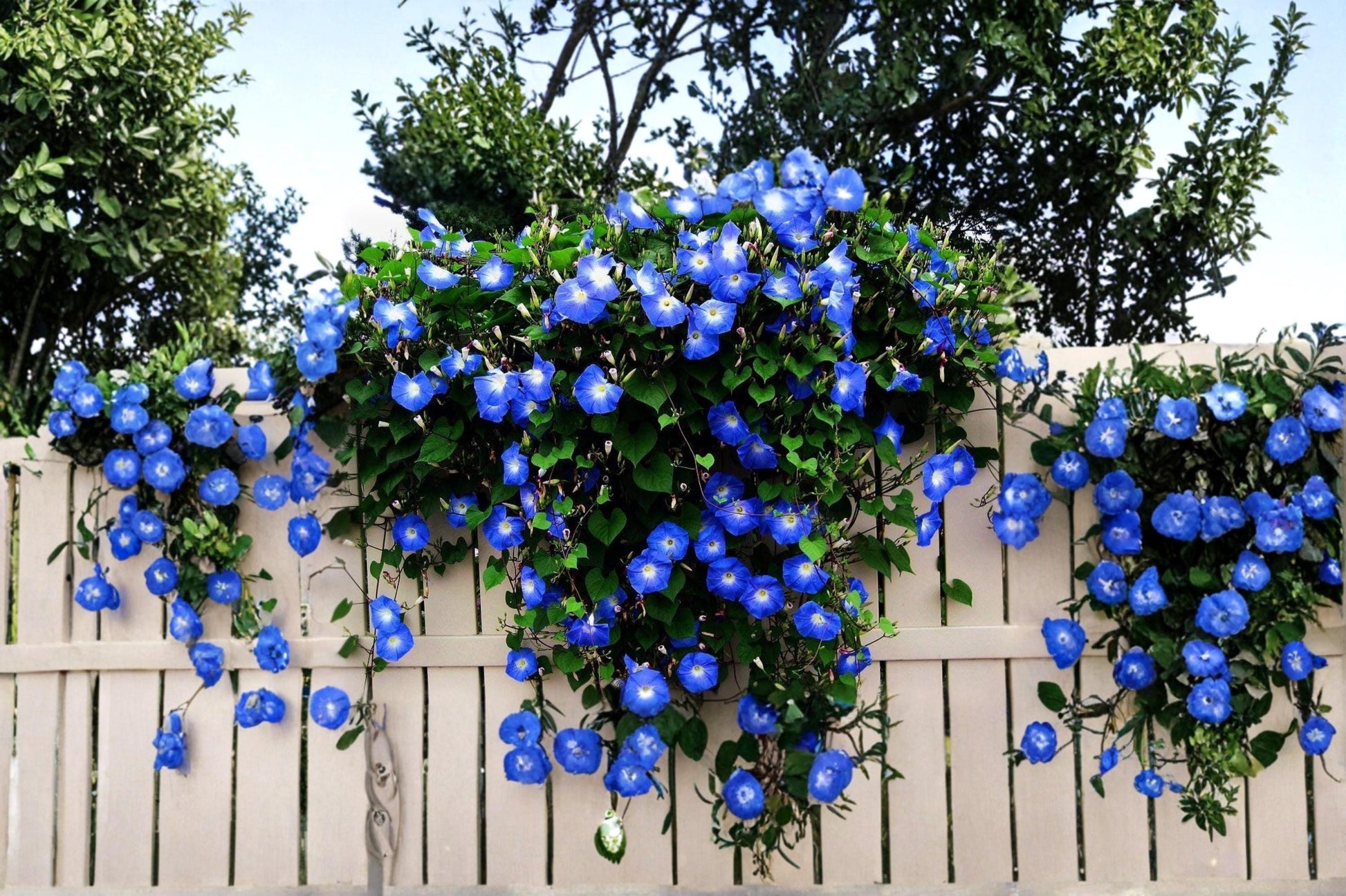 Blue Climbing Vine Seeds – Ornamental Flowering Thunbergia grandiflora for Trellises & Gardens