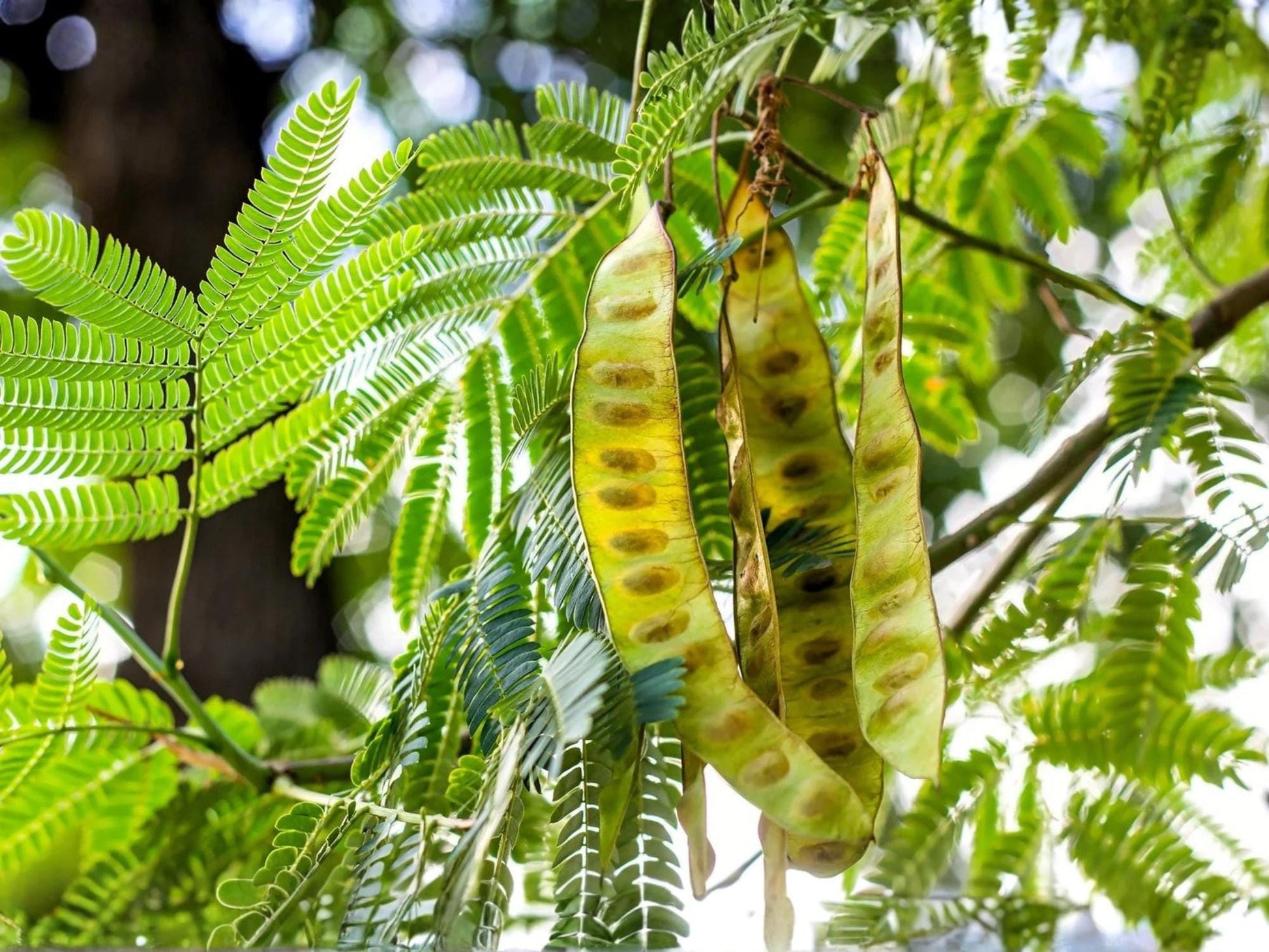 Chinese Honeylocust Seeds – 10 Heirloom Non-GMO Soap Bean Tree Seeds for Planting Gleditsia sinensis