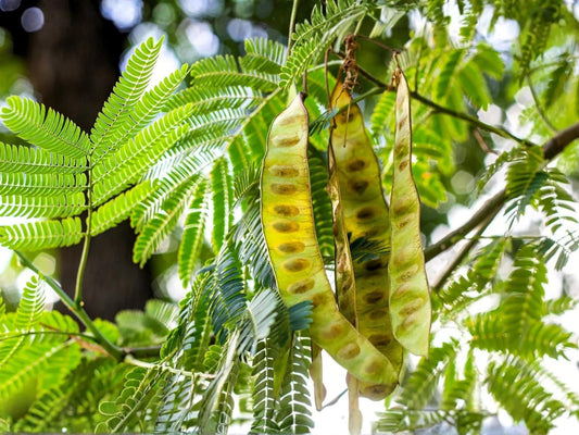 Chinese Honeylocust Seeds – 10 Heirloom Non-GMO Soap Bean Tree Seeds for Planting Gleditsia sinensis