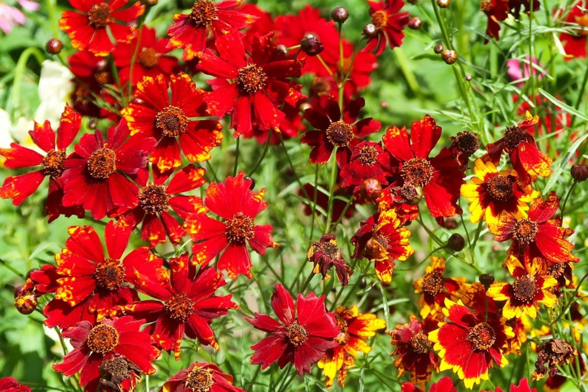 Dwarf Red Plains Coreopsis Seeds – Coreopsis tinctoria Wildflower, Red Blooms, Annual, Full Sun, 1340 Seeds