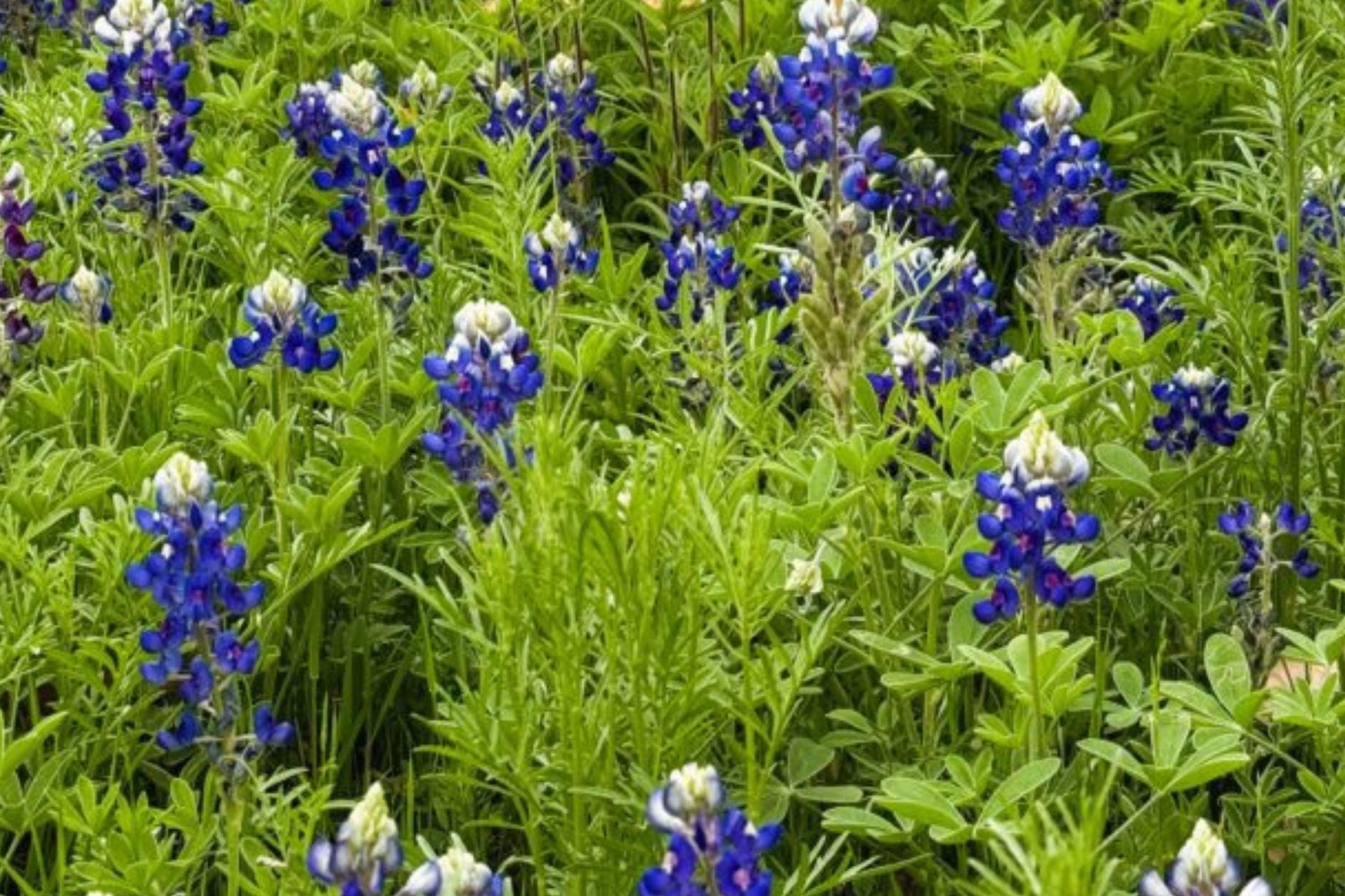 Texas Bluebonnet Seeds – Lupinus texensis, Wildflower, Annual, Blue and White Flowers, Full Sun, 45 Seeds