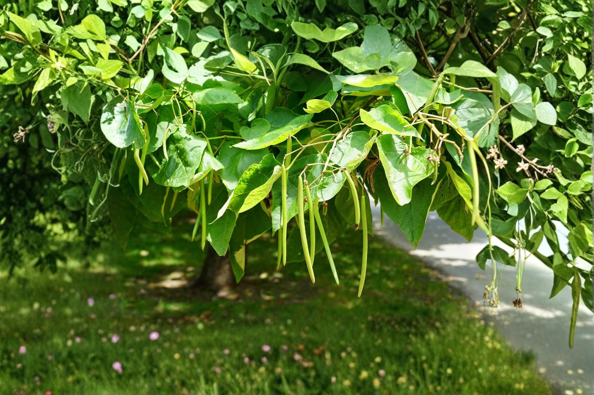 Catalpa Tree Seeds 50 Pack | Catalpa speciosa | Ornamental Shade Tree with Large Heart-Shaped Leaves & Spring Flowers
