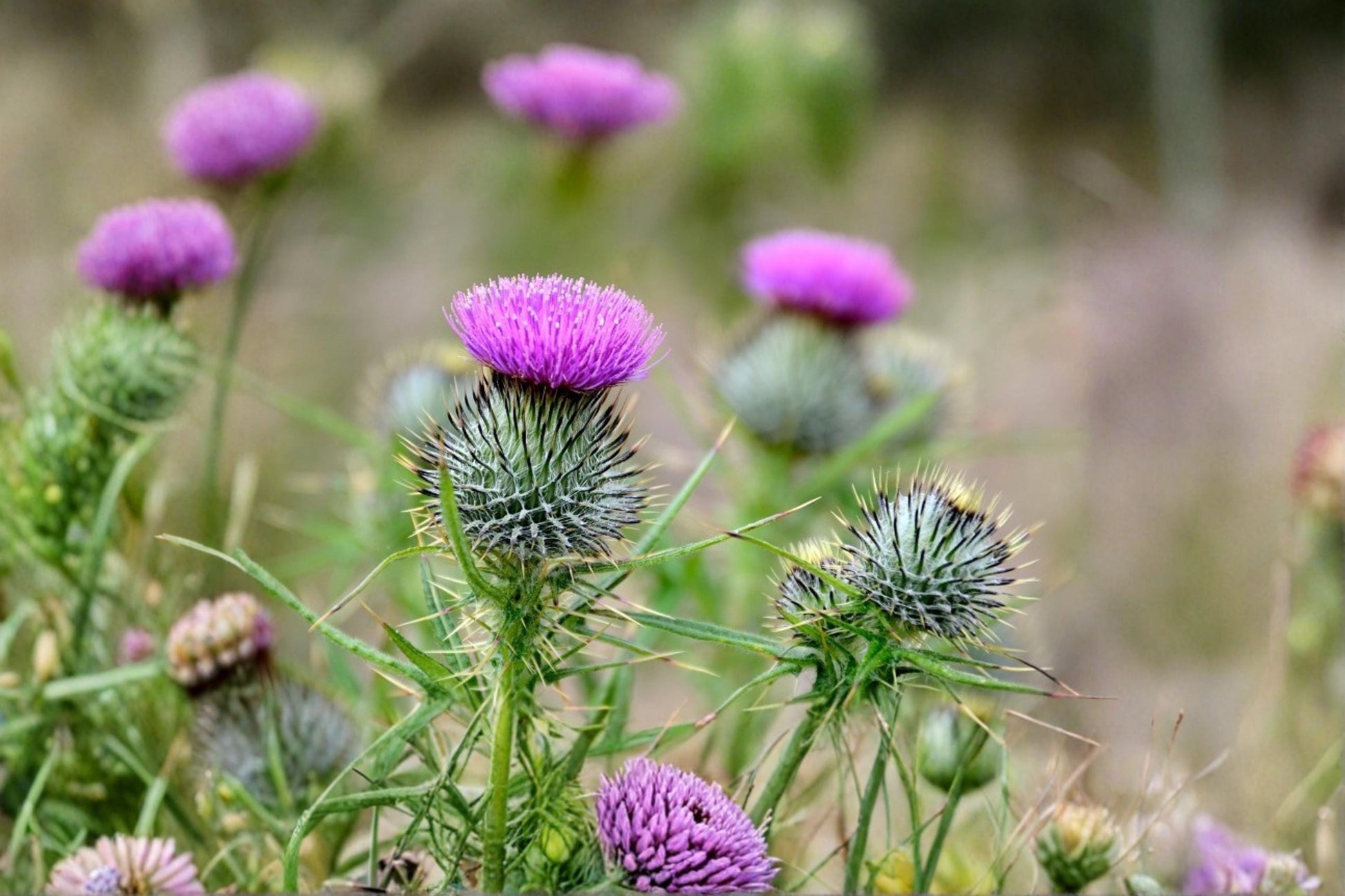 Swamp Thistle Seeds – Cirsium muticum Native Wildflower for Pollinator Gardens, Meadow Plantings, Wetlands