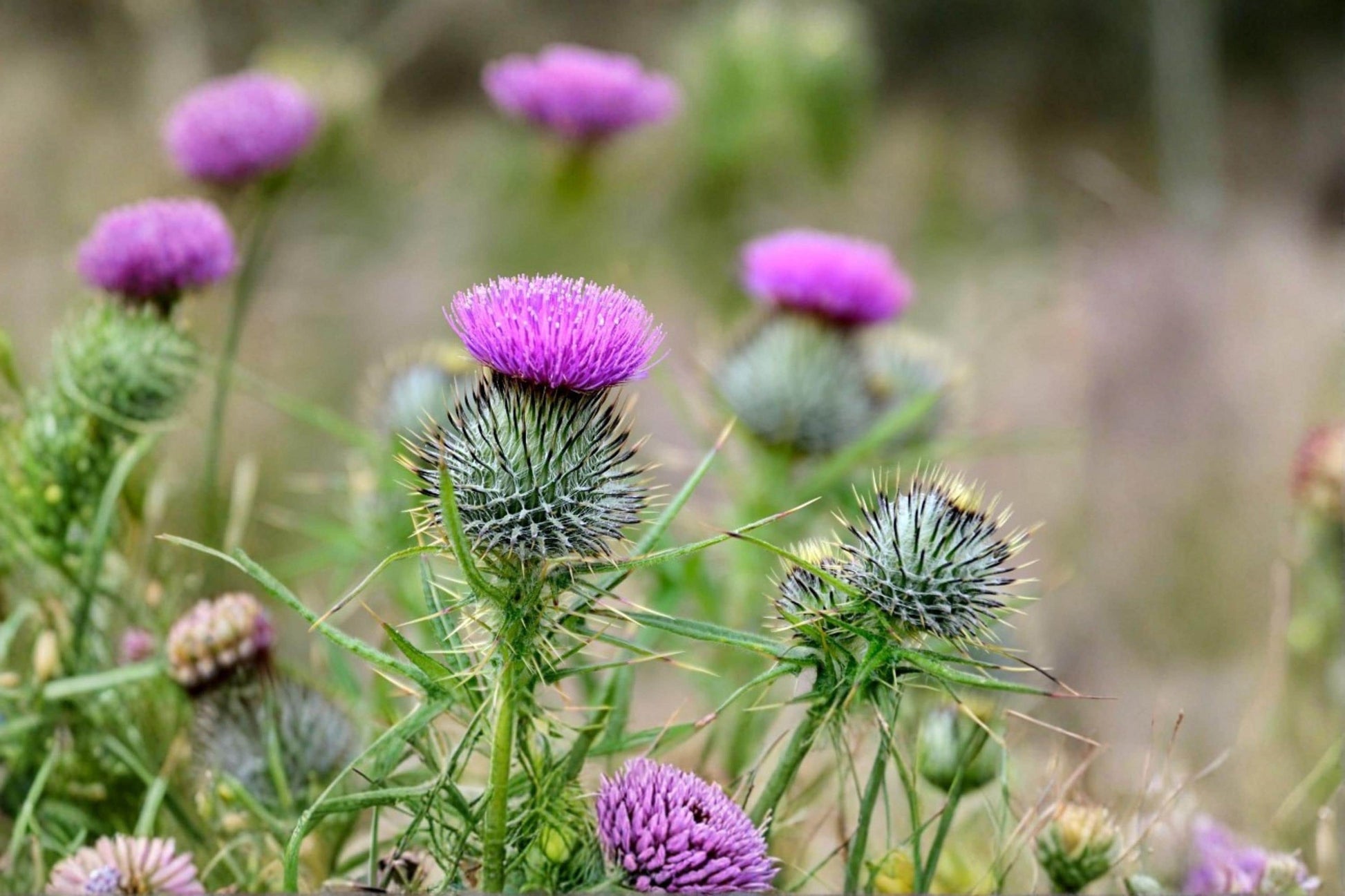Swamp Thistle Seeds – Cirsium muticum – Native Wildflower for Pollinator Gardens & Meadow Plantings