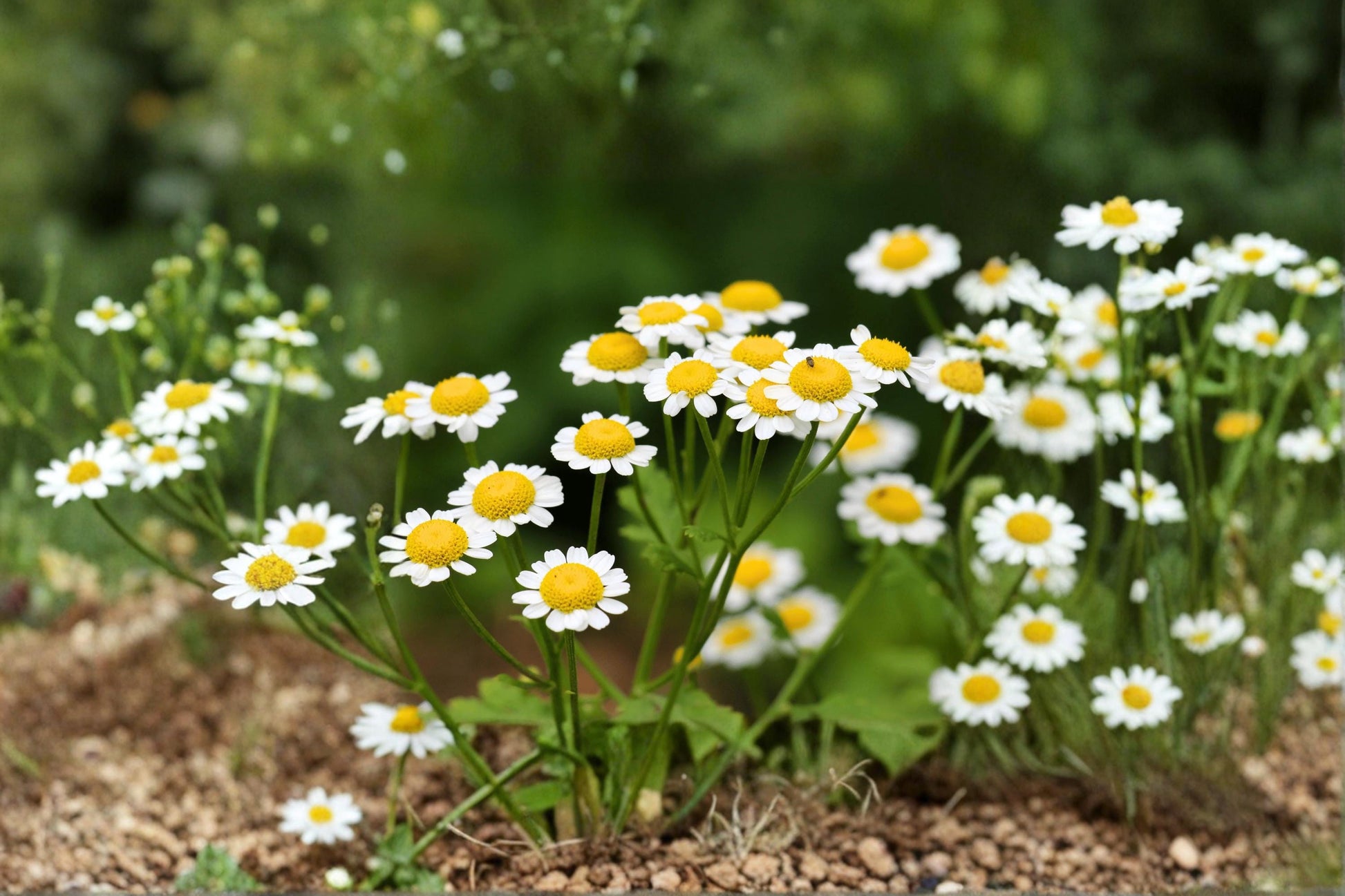 Feverfew Herb Seeds – 100 Tanacetum parthenium White Daisy Flowers Pollinator-Friendly Herb