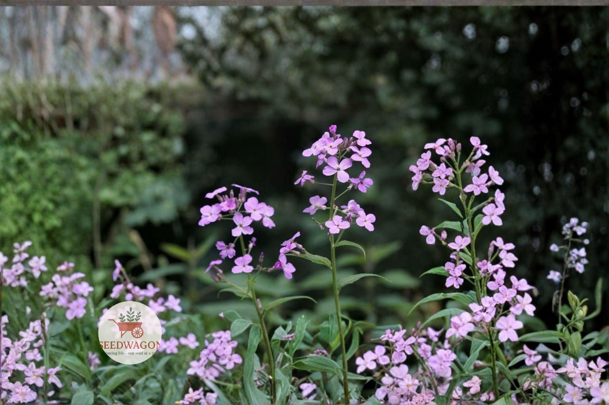 plant seeds, Dames Rocket seeds, Hesperis matronalis, fragrant flowers, cottage garden, wildflower seeds, pollinator friendly, night scented, purple flowers, pink blooms, spring flowering, easy to grow, perennial seeds
