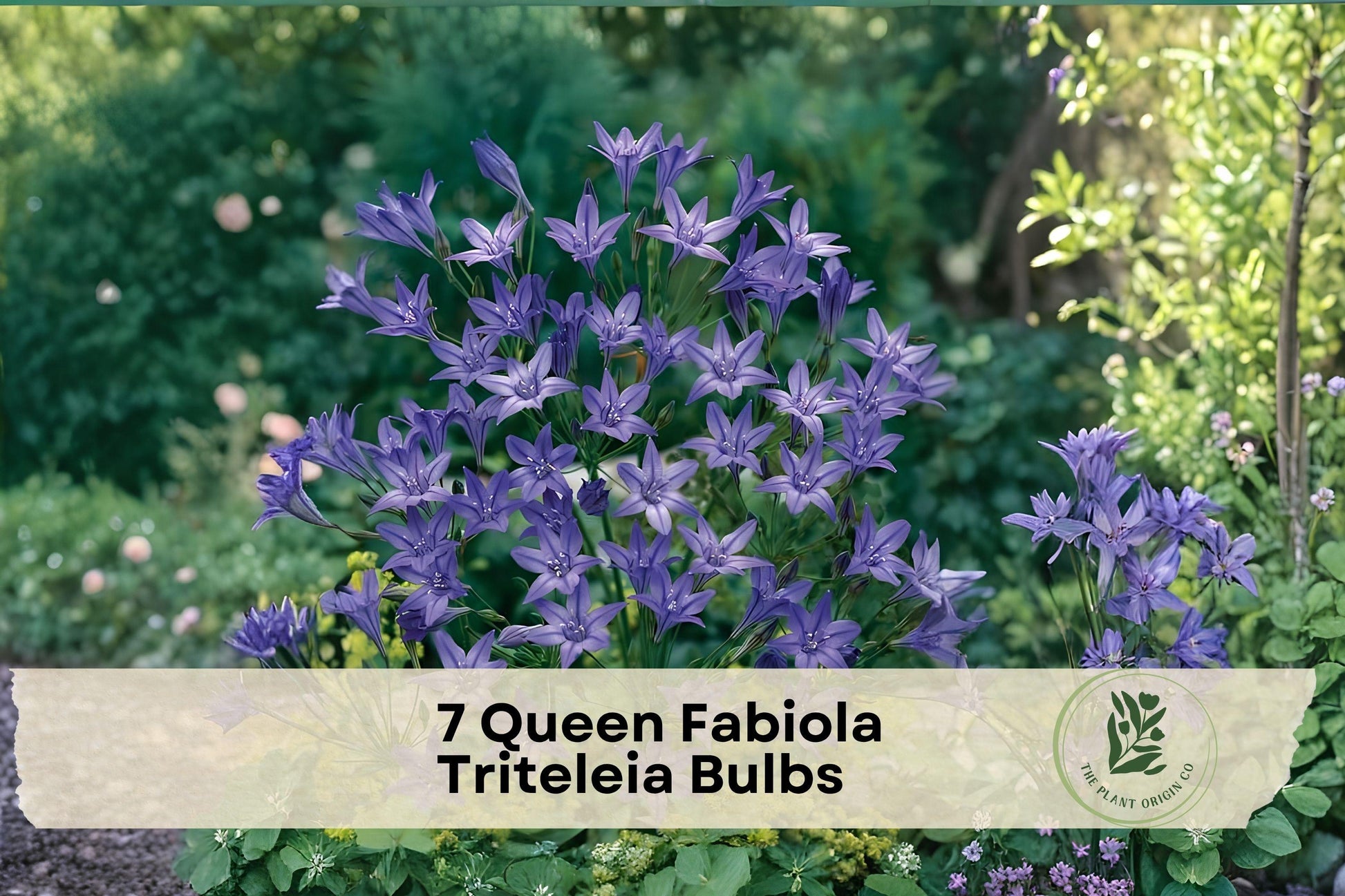 Queen Fabiola Triteleia Bulbs – Blue Star-Shaped Flowers, Pollinator-Friendly, Perennial, Garden Borders & Containers