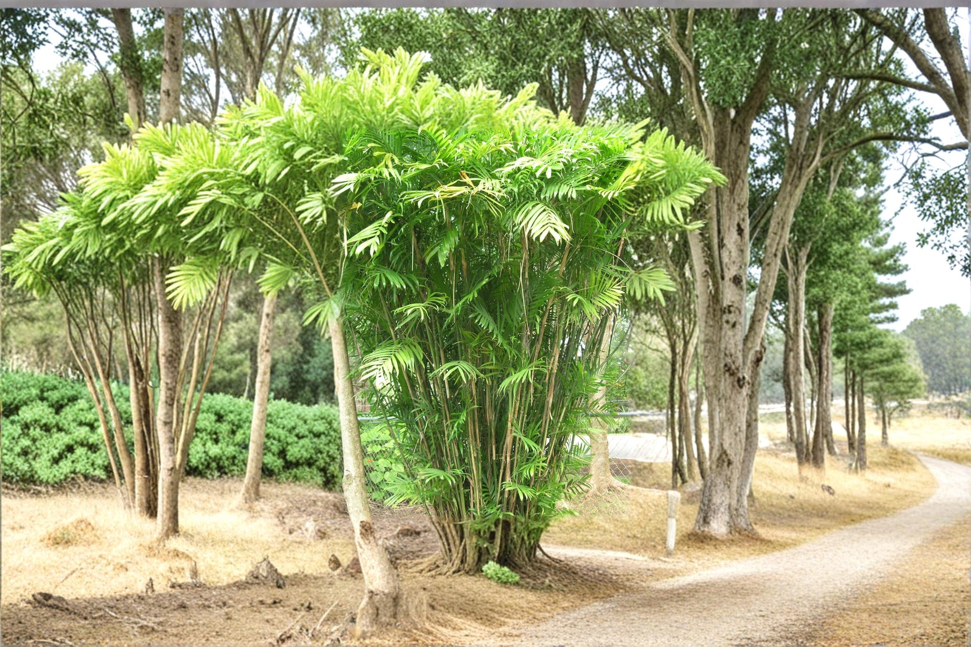 Bamboo Palm Seeds – Chamaedorea seifrizii Tropical Palm for Indoor & Outdoor Planting
