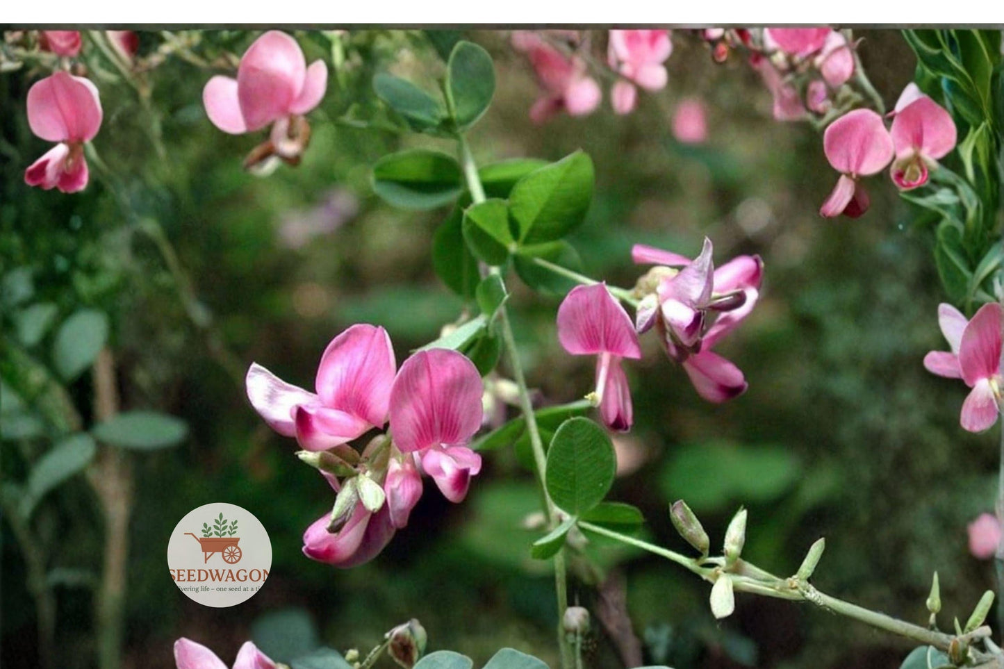 korean lespedeza seeds,ground cover seeds,wildlife forage seeds,pollinator friendly seeds,erosion control plants,nitrogen fixing legumes,meadow planting seeds,pasture improvement seeds,soil stabilization plants,pink purple flower seeds,drought tolerant groundcover,annual legume seeds,naturalized meadow seeds
