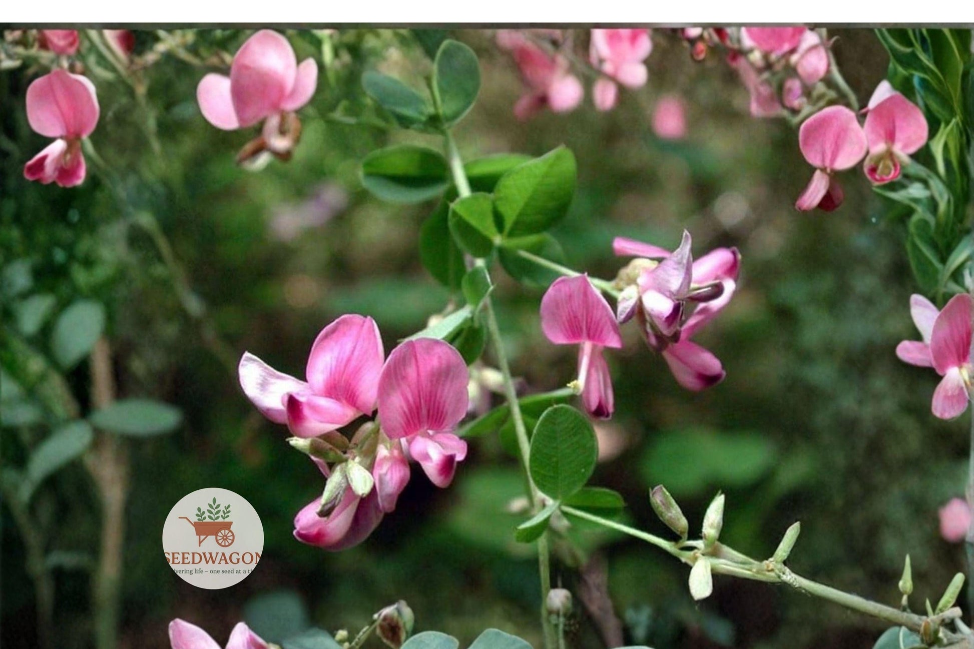 korean lespedeza seeds,ground cover seeds,wildlife forage seeds,pollinator friendly seeds,erosion control plants,nitrogen fixing legumes,meadow planting seeds,pasture improvement seeds,soil stabilization plants,pink purple flower seeds,drought tolerant groundcover,annual legume seeds,naturalized meadow seeds