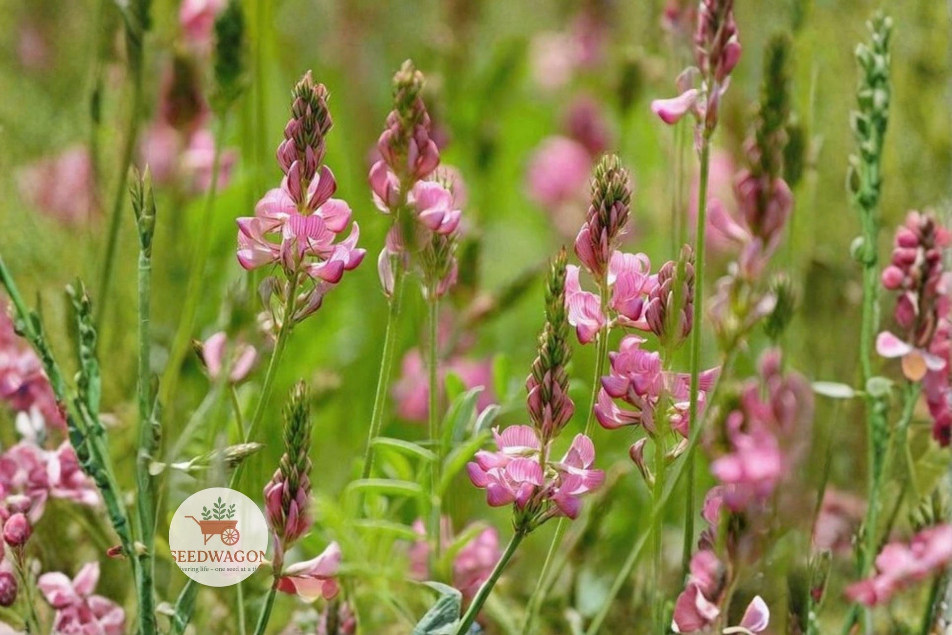 sainfoin seeds, pink perennial plant, pollinator friendly seeds, nitrogen fixing forage, drought tolerant legumes, erosion control plants, meadow seed mix, wildlife habitat seeds, soil improving plants, pasture enhancement seeds, perennial flowering seeds, naturalized garden plants, beneficial pollinator plants