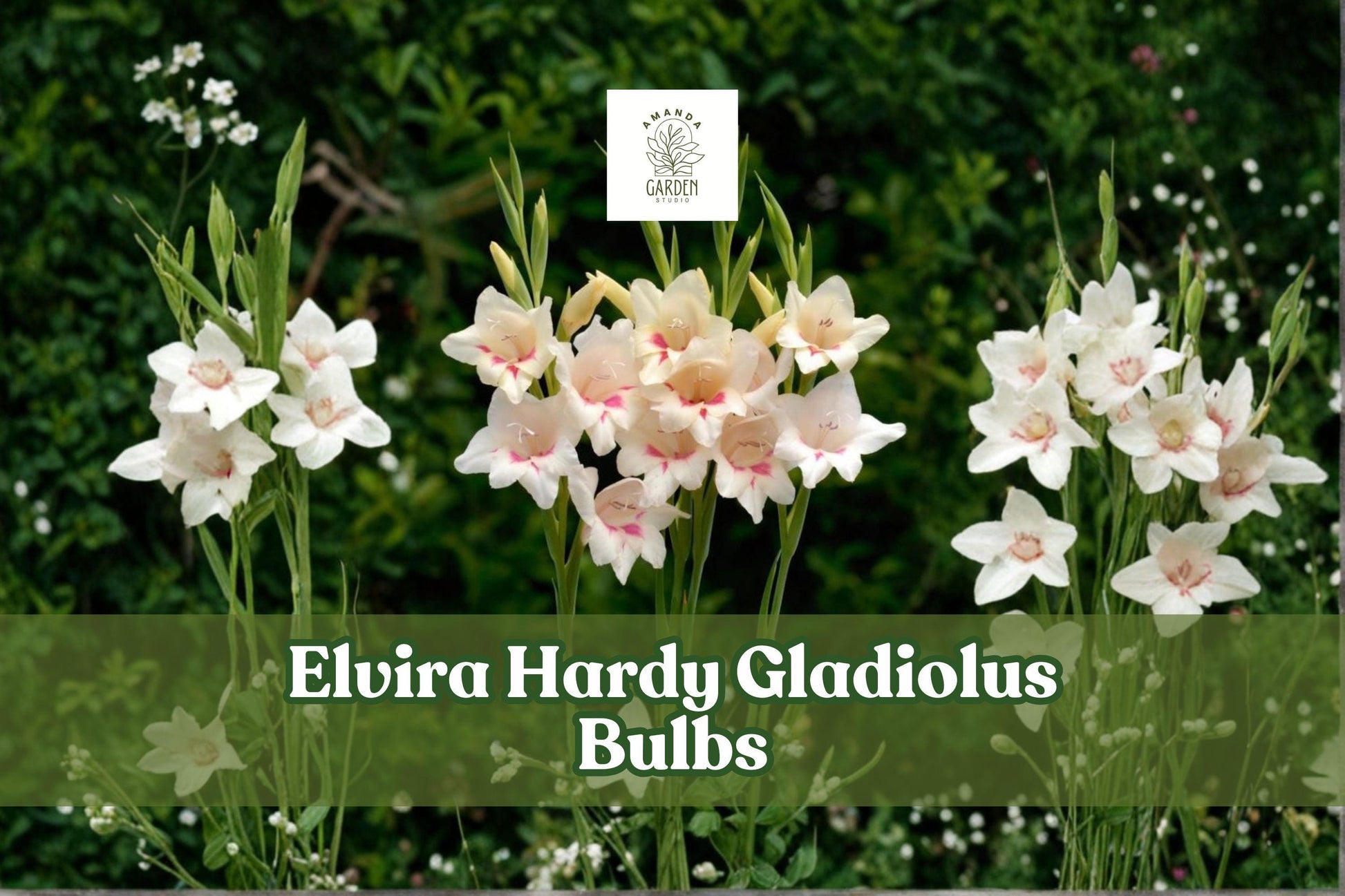 Elvira Hardy Gladiolus Bulbs – Tricolor Summer Flowering Perennials for Borders & Cut Flowers, Gladiolus spp.