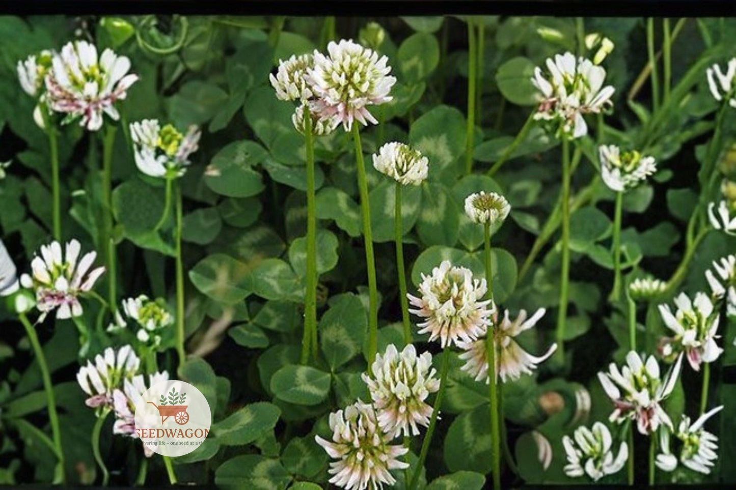 Berseem Clover Seeds, Egyptian Cover Crop, Nitrogen Fixing Seeds, Pollinator Friendly Seeds, Forage Plant Seeds, Green Cover Crop, Erosion Control Seeds, Wildflower Garden Seeds, Soil Improvement Seeds, Annual Legume Seeds, White Flower Seeds, Pasture Enhancement Seeds, Sustainable Gardening Seeds