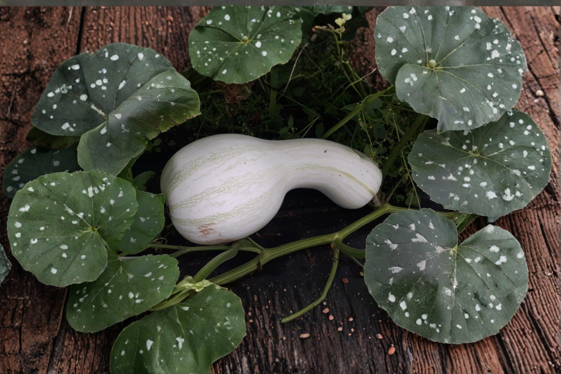 White Cushaw Gourd Seeds – Rare Heirloom Squash Variety, Cucurbita argyrosperma, Vine Vegetable, Full Sun, Garden & Open Space