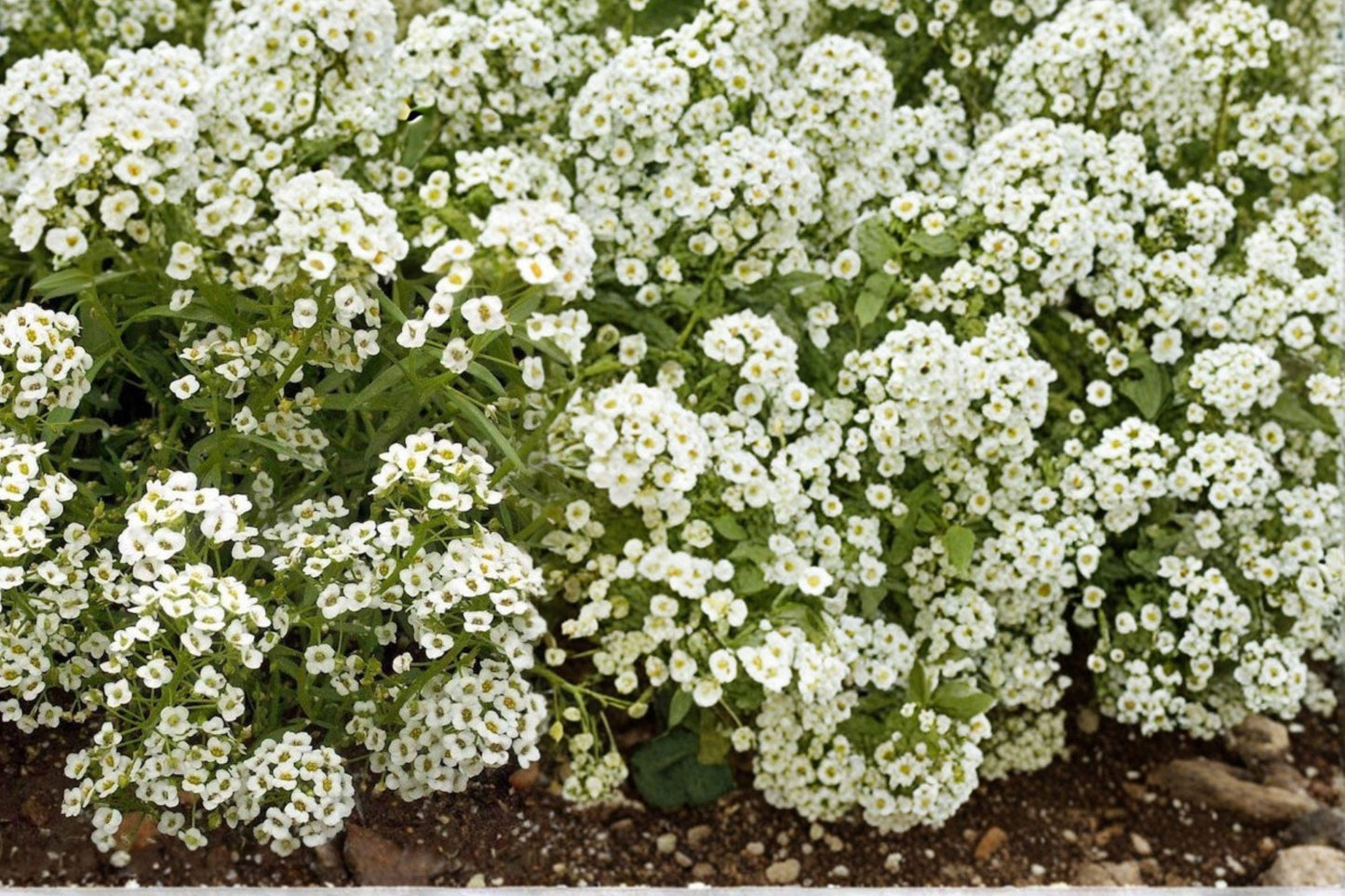 White Alyssum Seeds – Lobularia maritima Fragrant Annual Flower for Borders, Containers & Garden Edging