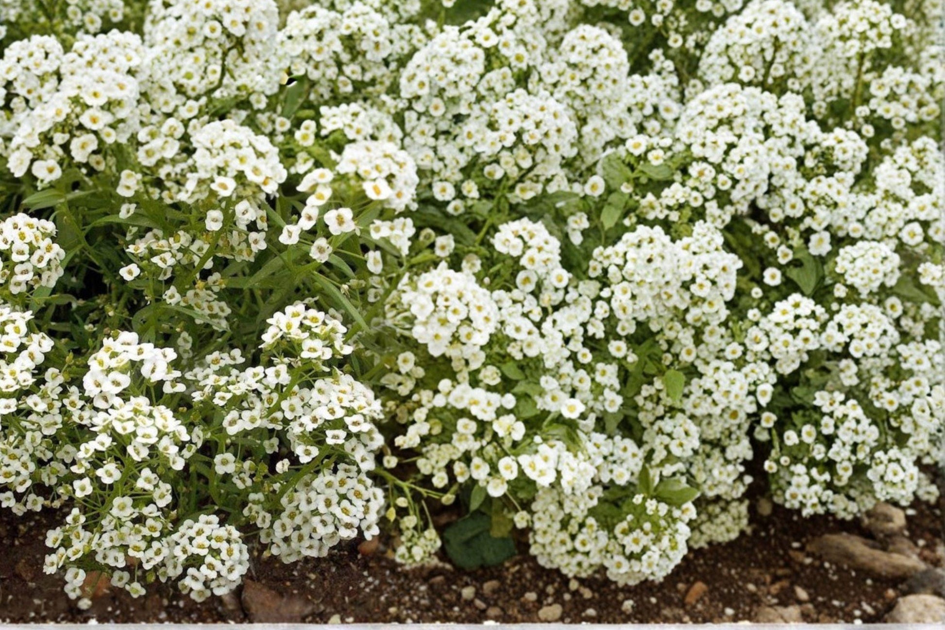 White Alyssum Seeds – Lobularia maritima Fragrant Annual Flower for Borders, Containers & Garden Edging