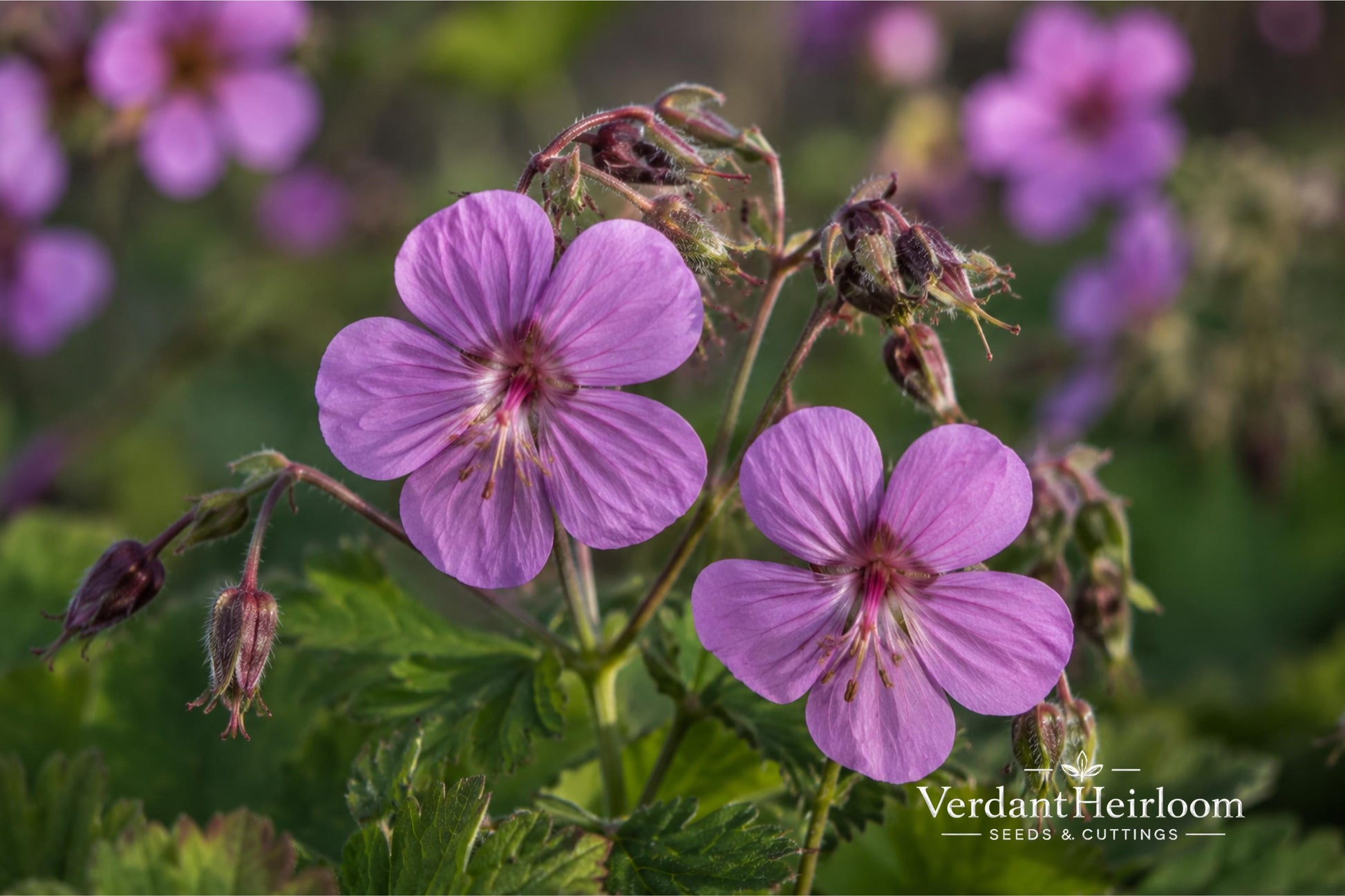 Big Root Geranium Plants – Geranium macrorrhizum Groundcover Perennial – Live Bare Root Plants, Purple-Pink Flowers