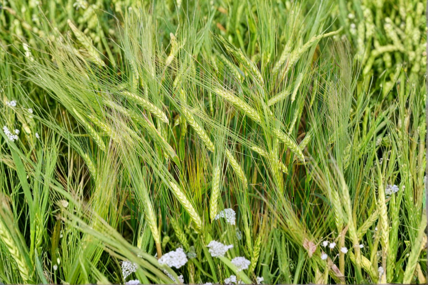 Barley Seed for Planting – Whole Grain Hordeum vulgare – Cereal Grain for Garden and Grain Growing