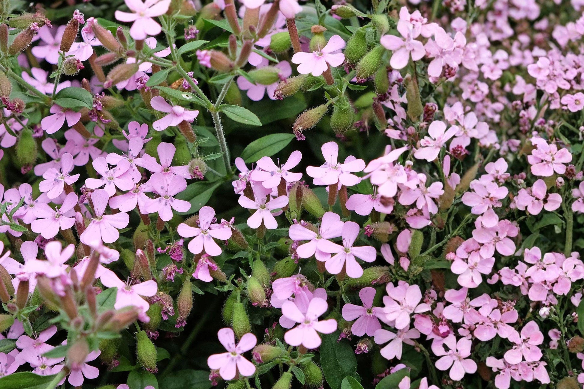 Soapwort Seeds – Pink Perennial Flower, Saponaria ocymoides, Ground Cover for Borders, Rock Gardens, Containers