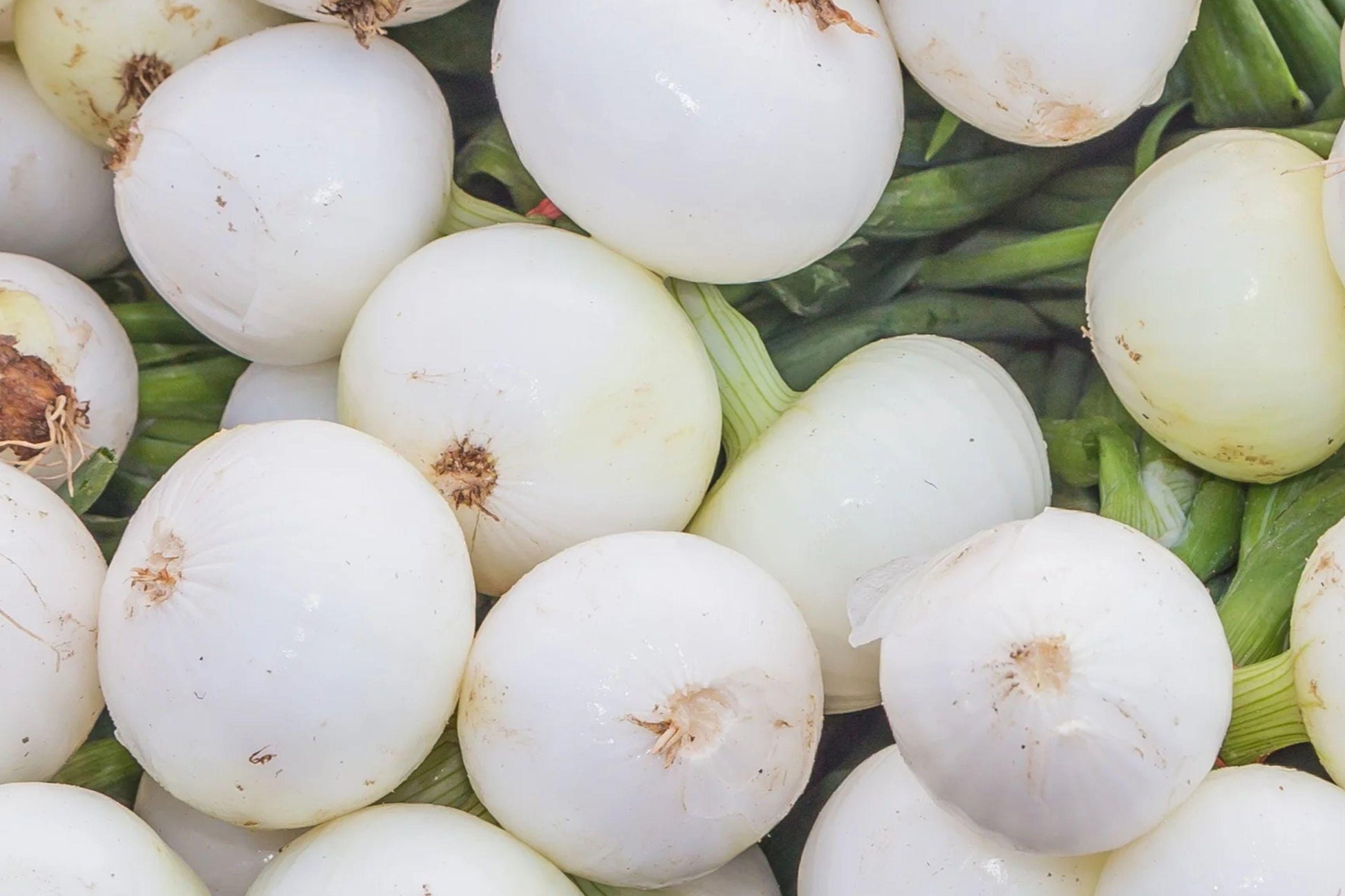 Sweet Spanish White Onion Seeds – Large Bulb Allium cepa, Edible Green Tops, Vegetable Garden Seeds, Open-Pollinated