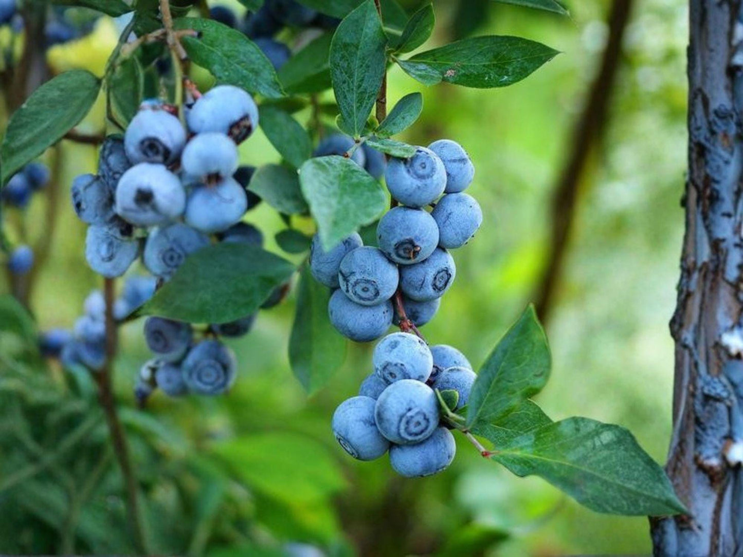 Snowchaser Blueberry Starter Plant | Vaccinium corymbosum Edible Berry Shrub for Garden & Container