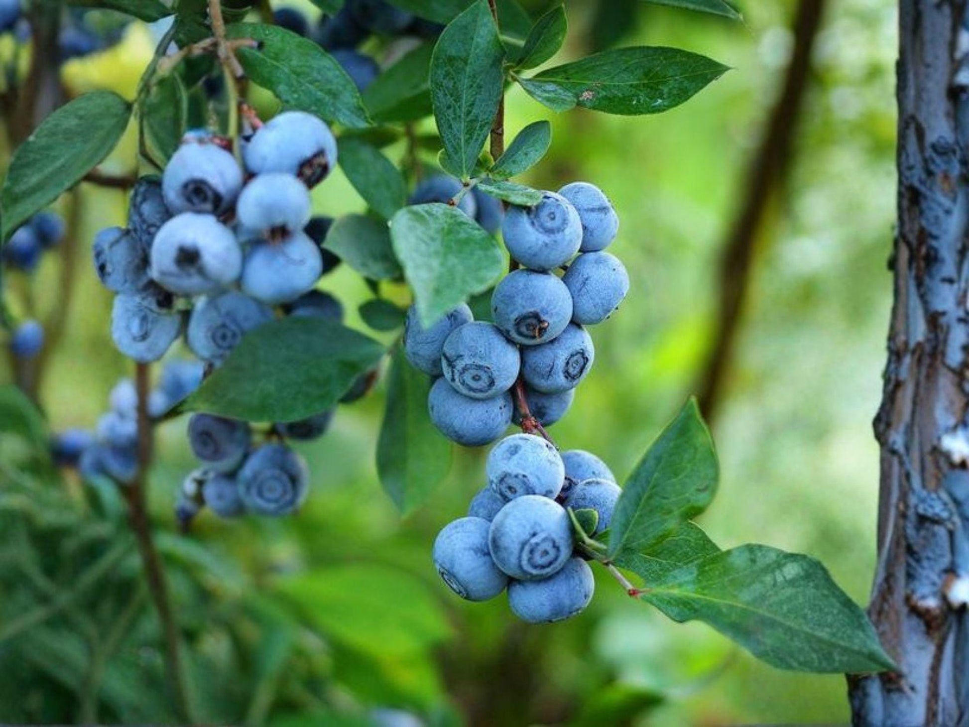 Snowchaser Blueberry Starter Plant | Vaccinium corymbosum Edible Berry Shrub for Garden & Container
