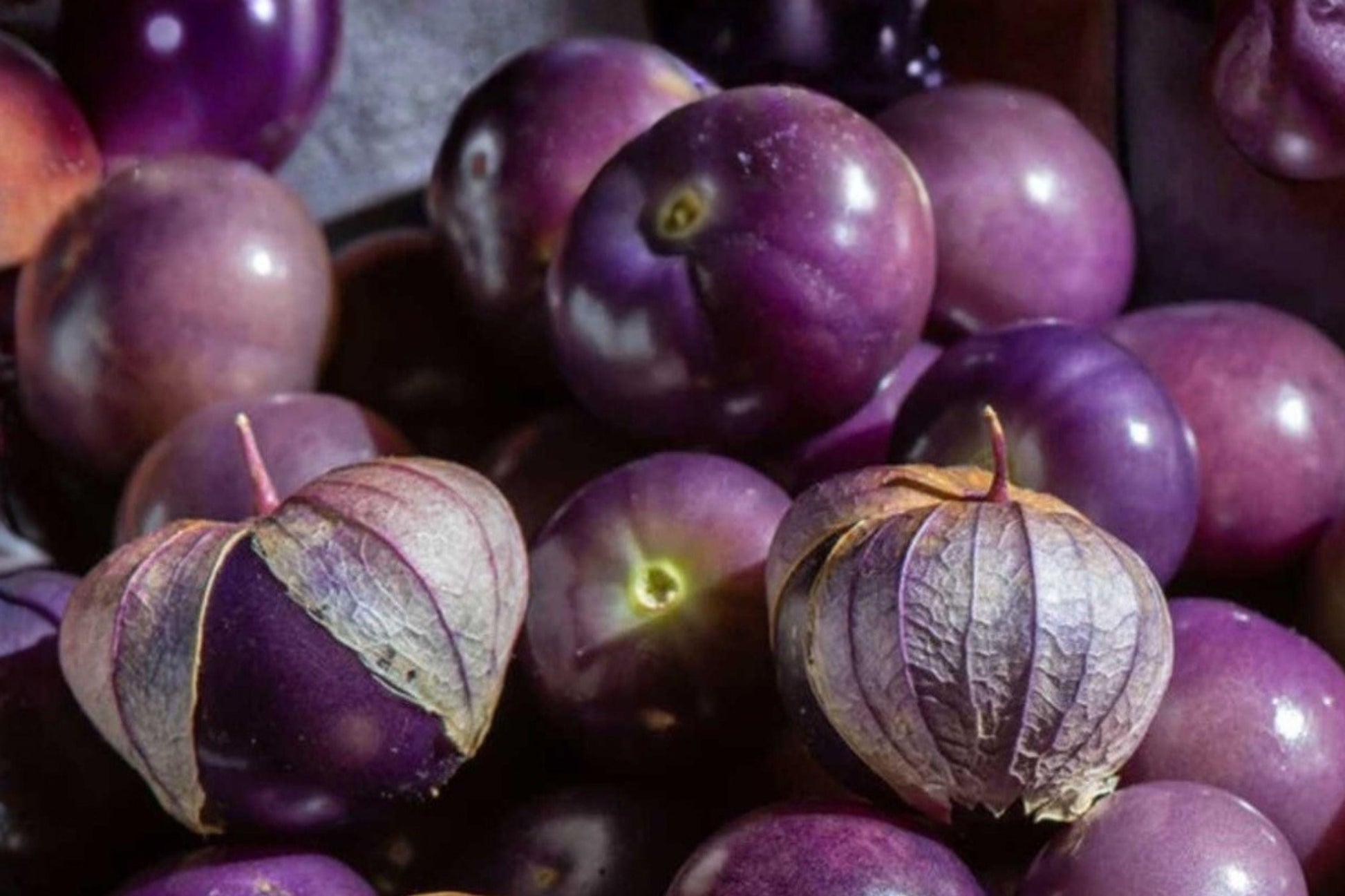 Purple Tomatillo Seeds – Heirloom Edible Fruit, Physalis ixocarpa, Decorative Vegetable, Purple Fruit, Annual Garden Plant