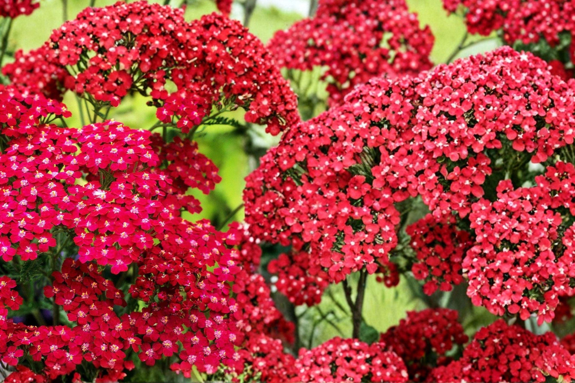 Red Yarrow Seeds – Achillea millefolium Perennial Flower, Drought Tolerant, Red Blooms, Full Sun, 700 Seeds