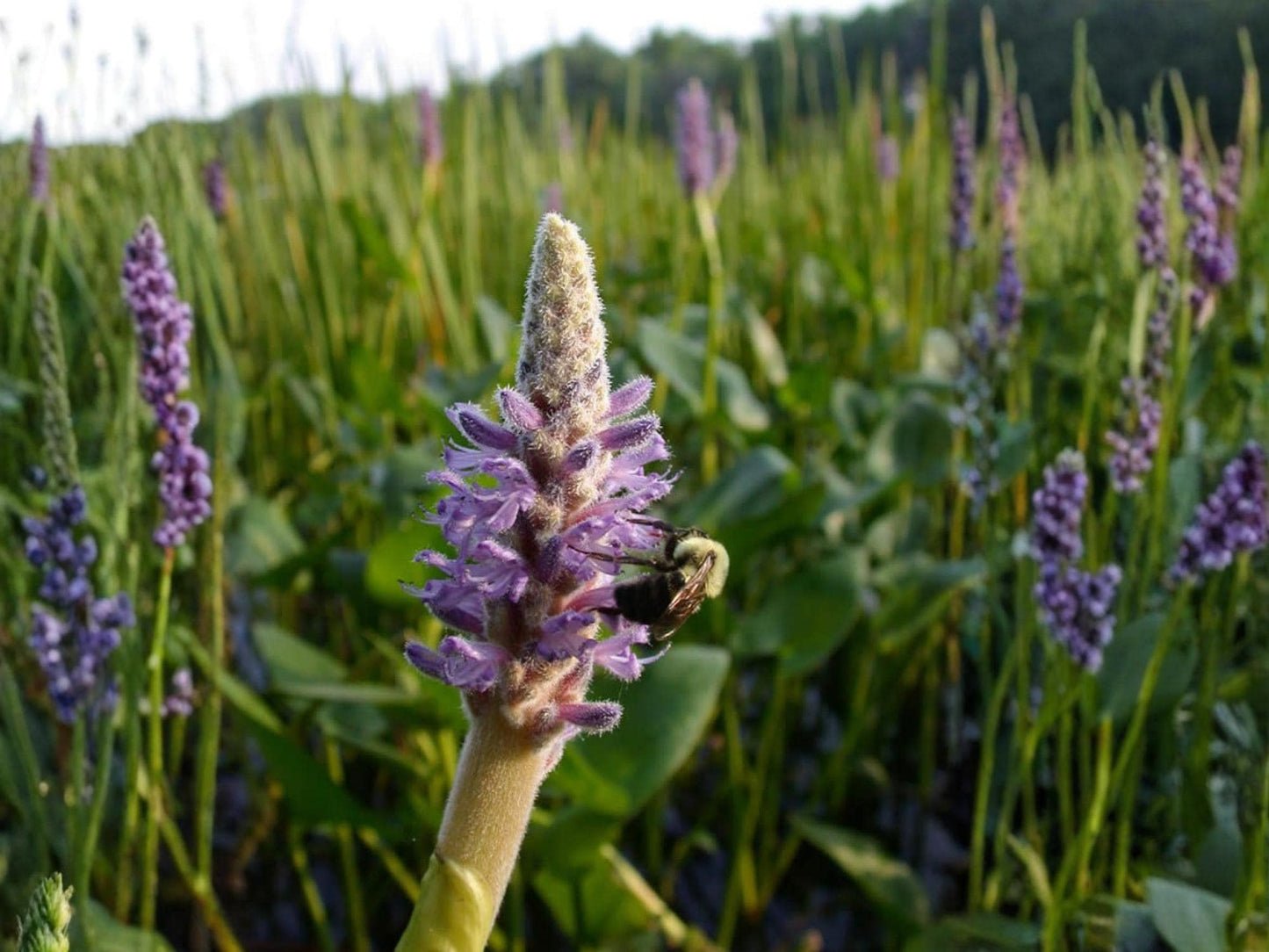Pickerel Weed Seeds – Pontederia cordata Wetland Wildflower for Rain Gardens, Pond Edges & Moisture-Loving Gardens