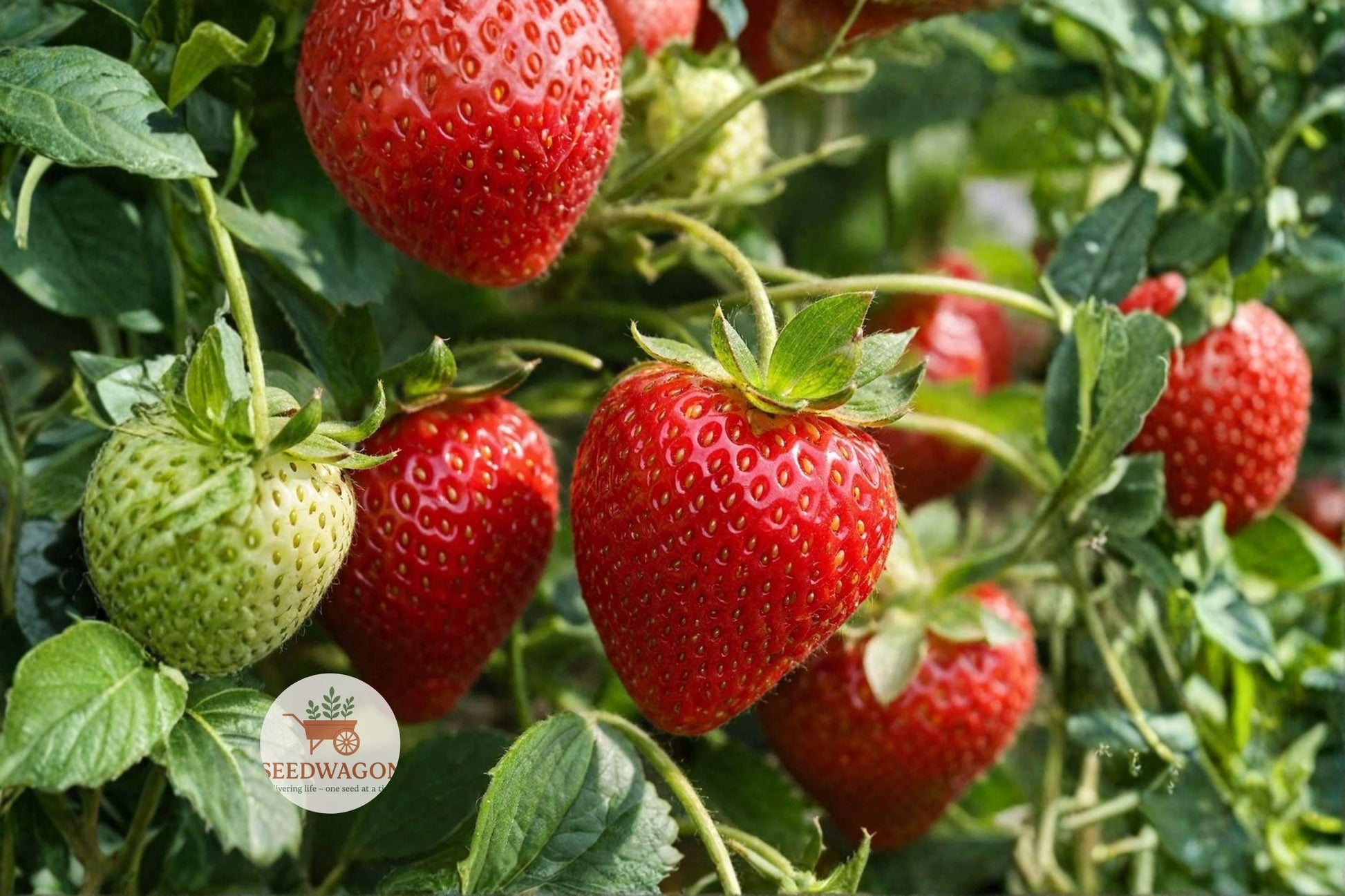 strawberry plants, Jewel strawberry, bare root strawberries, fruiting plants, home garden strawberries, sweet red berries, container strawberries, perennial fruit plants, mid-season strawberries, garden berry plants, fresh eating strawberries, strawberry for preserves, flowering fruit plants
