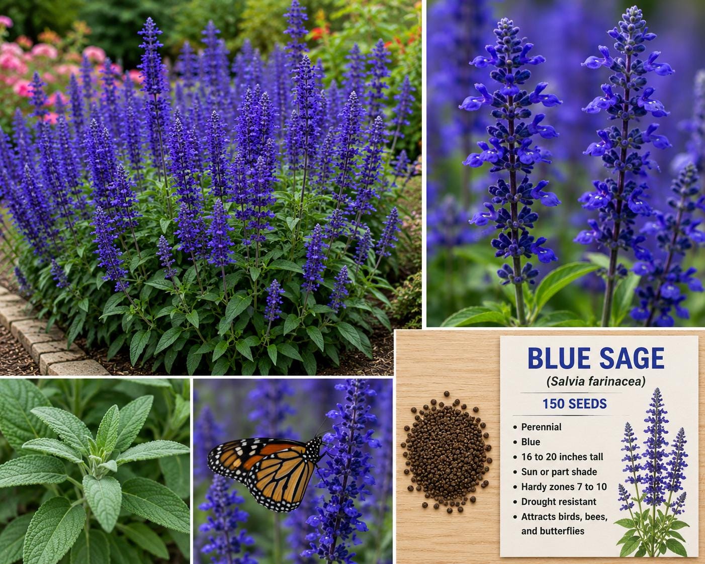 Blue Sage Seeds – Salvia farinacea Perennial Blue Flowering Plant for Garden Beds & Borders, Drought Tolerant, 150 Seeds