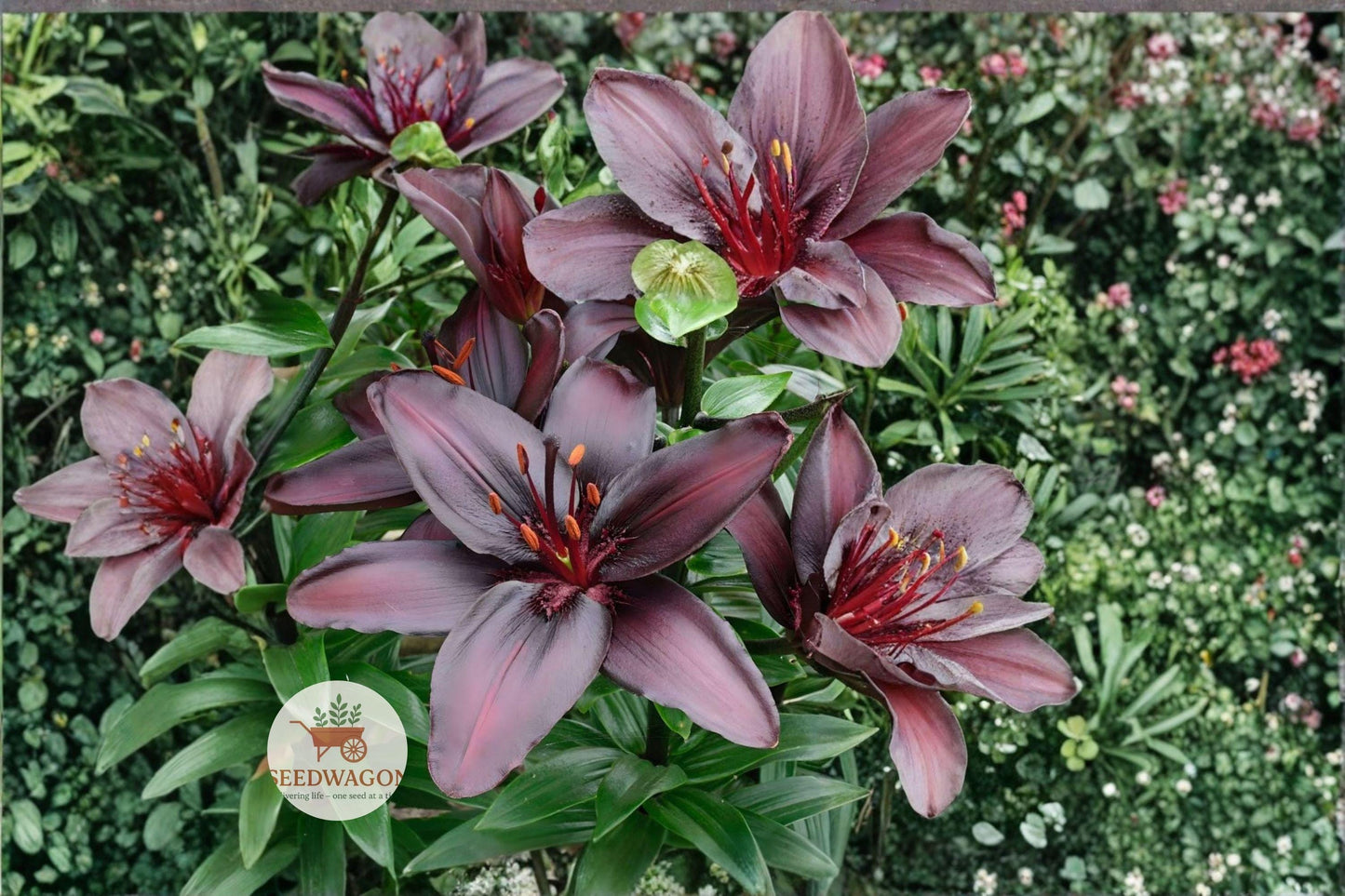 black lily bulbs, Asiatic lily bulbs, burgundy flower bulbs, dark garden perennials, summer flowering bulbs, container garden lilies, border plants bulbs, pollinator friendly plants, hardy perennial bulbs, cut flower lilies, vibrant garden bulbs, early summer lilies, decorative flower bulbs