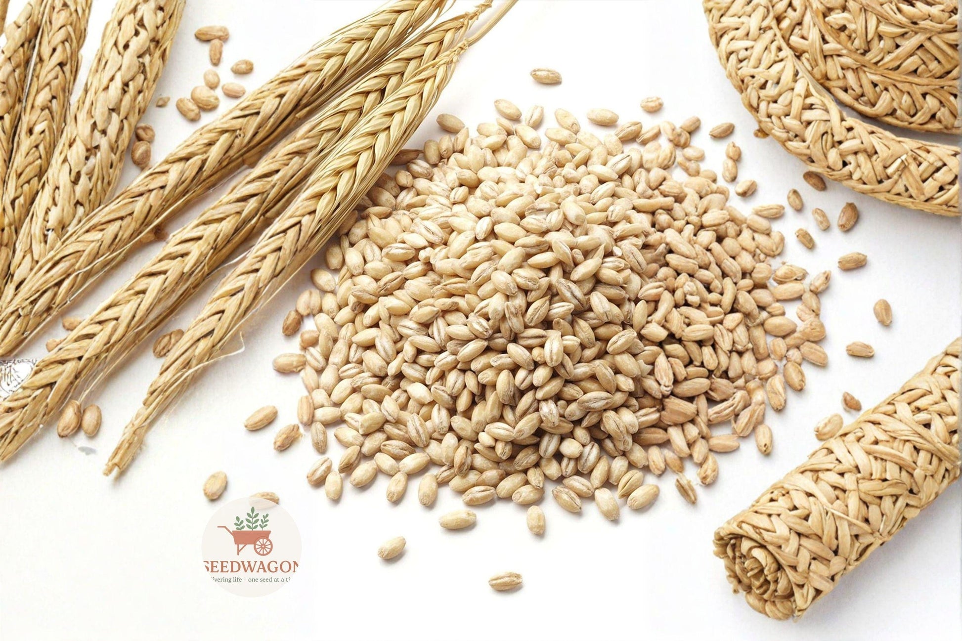 barley seeds,cover crop seed,wildlife planting grain,soil improvement seed,grain seed for gardens,cereal crop seed,cool season barley,organic barley seeds,homestead planting seed,wildlife habitat seed,grain crop for farms,cover cropping seed,green growth barley